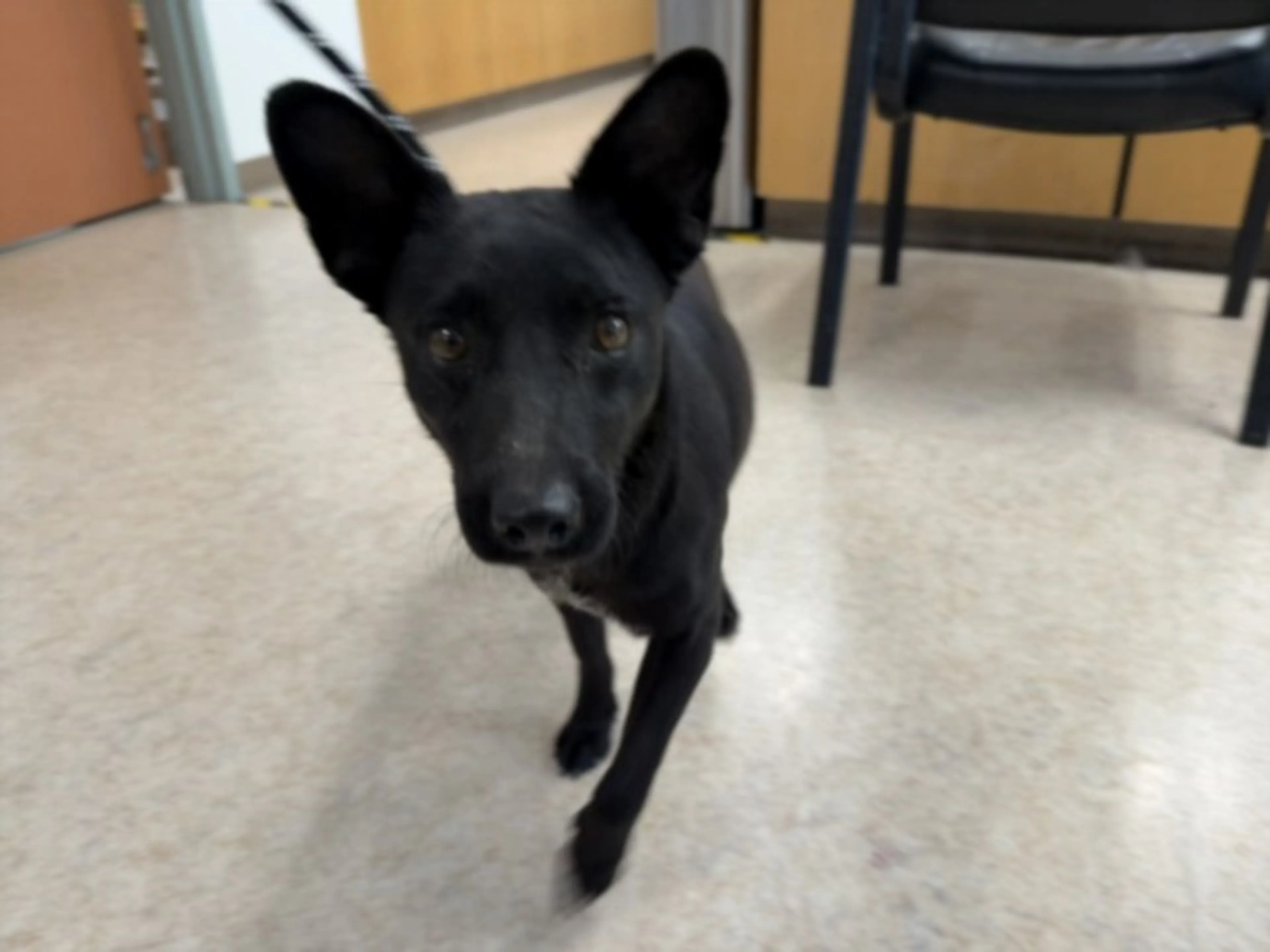 Found pet