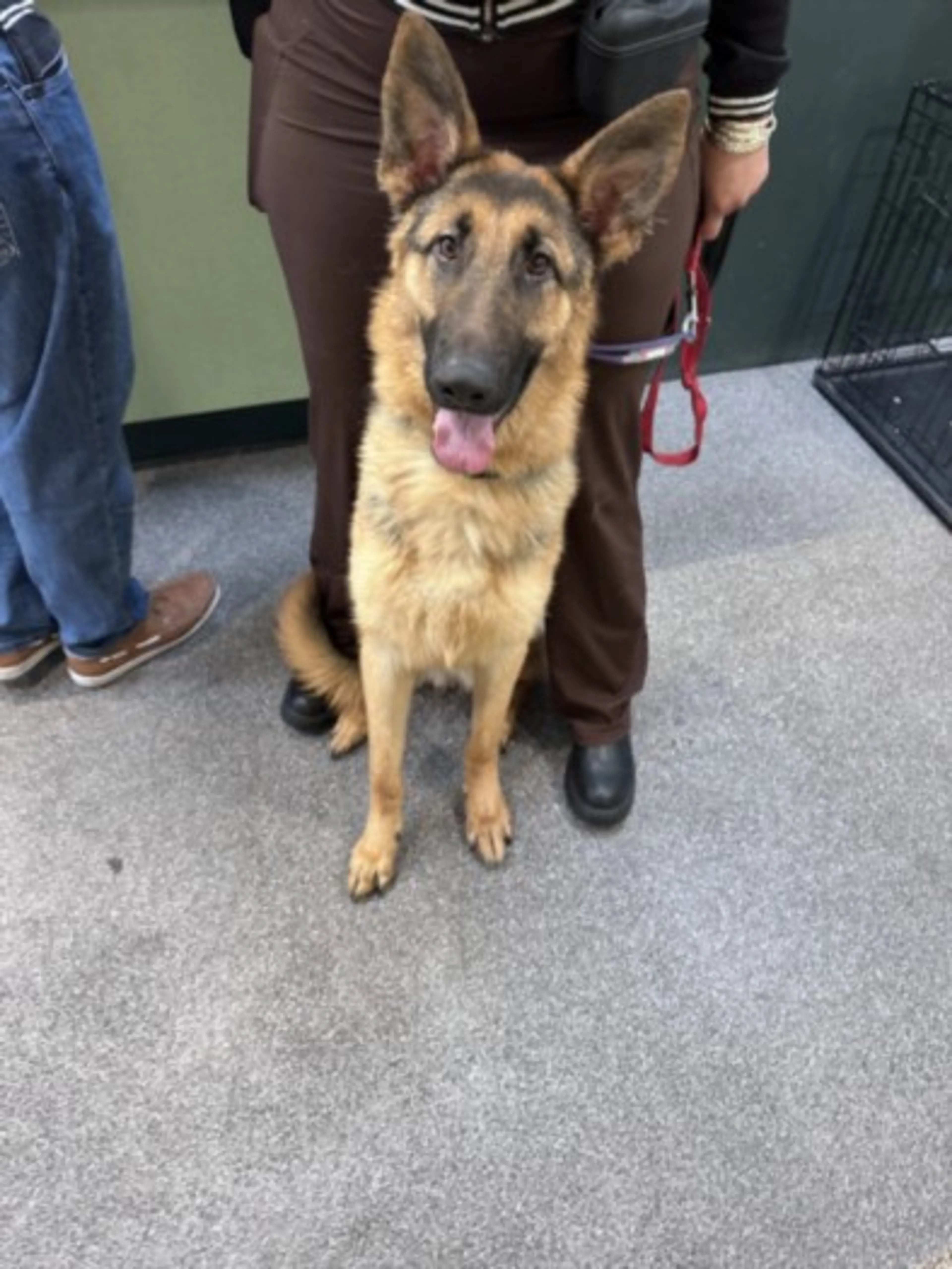 Found pet
