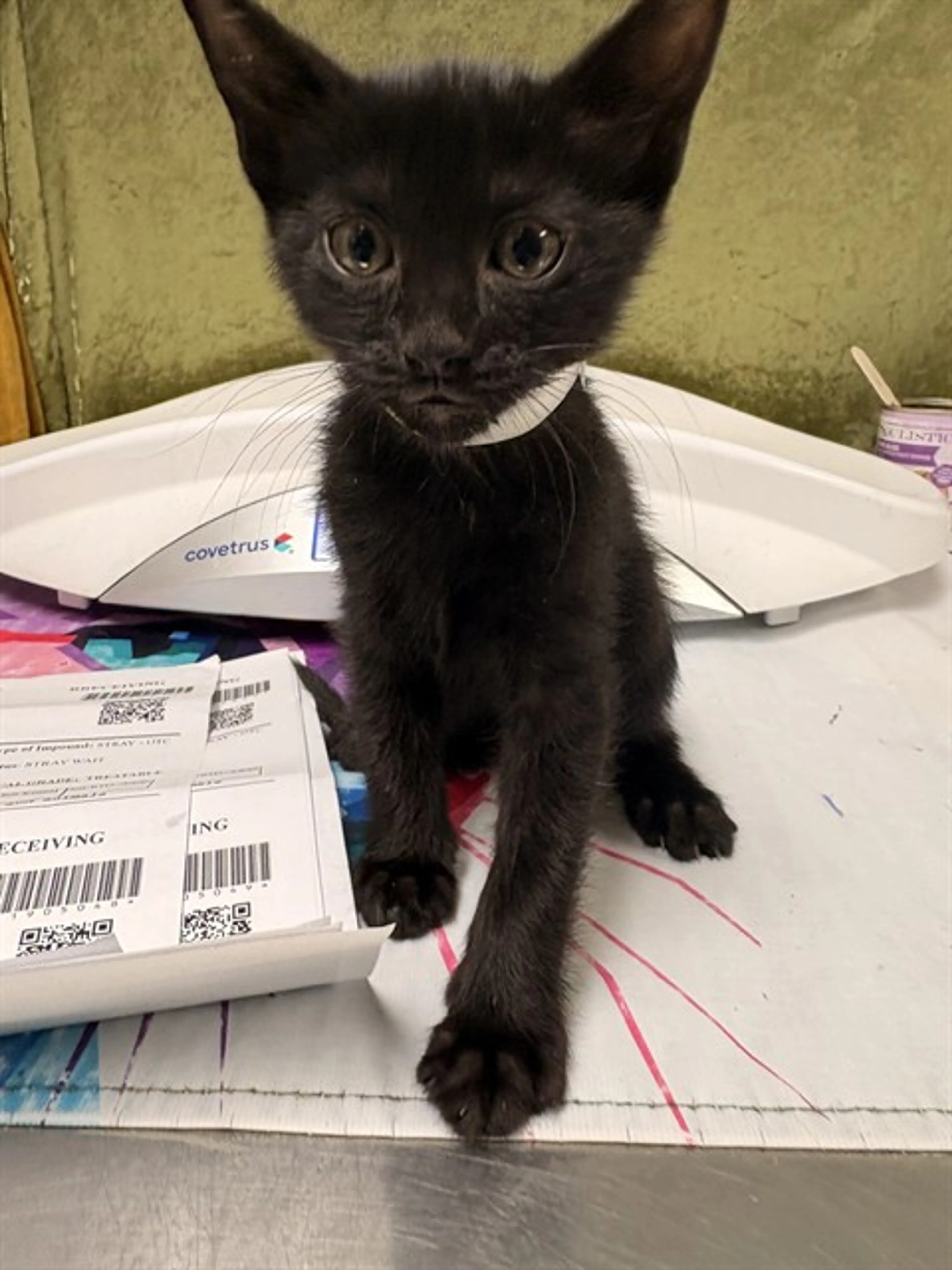Found pet