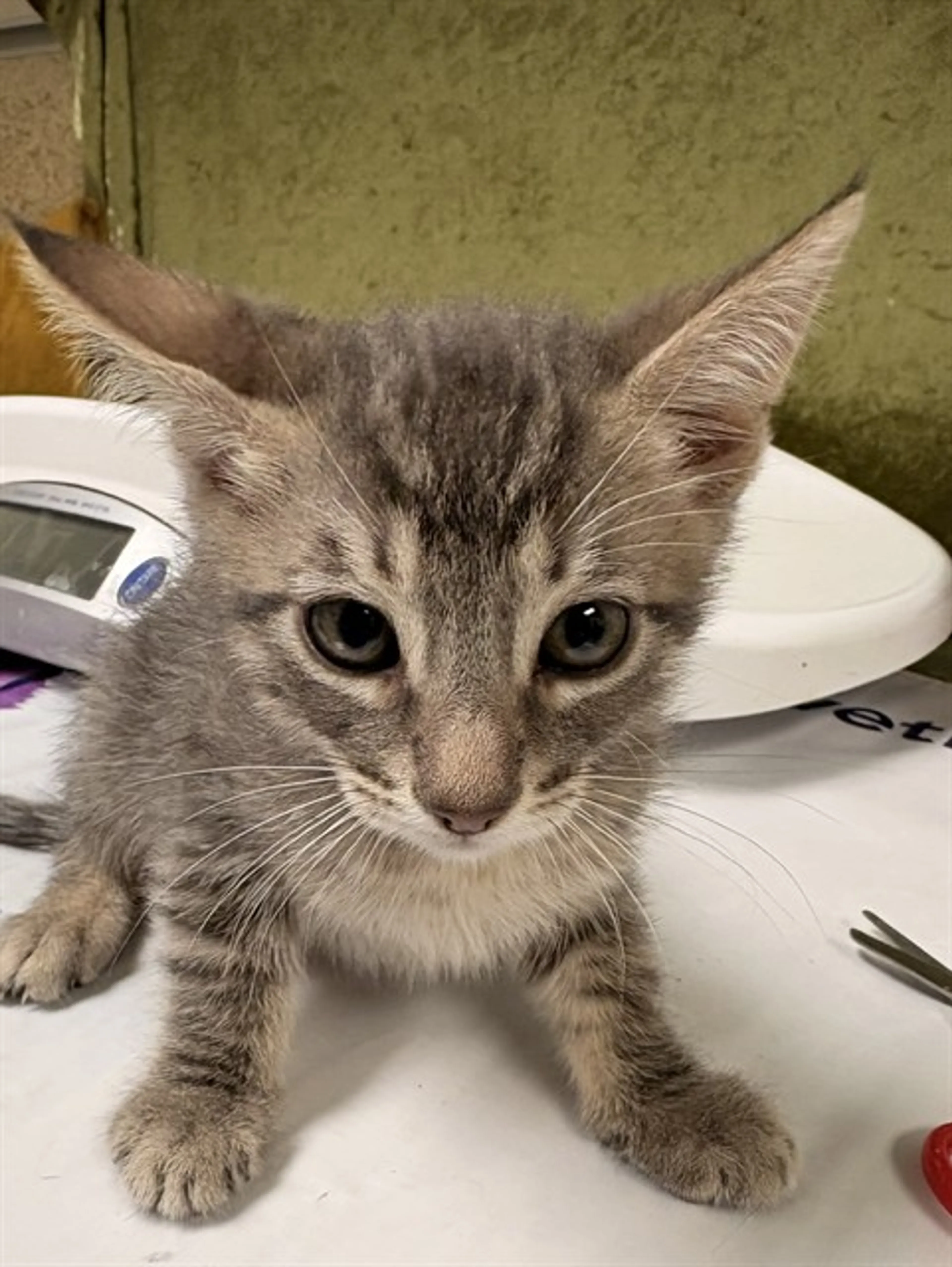 Found pet
