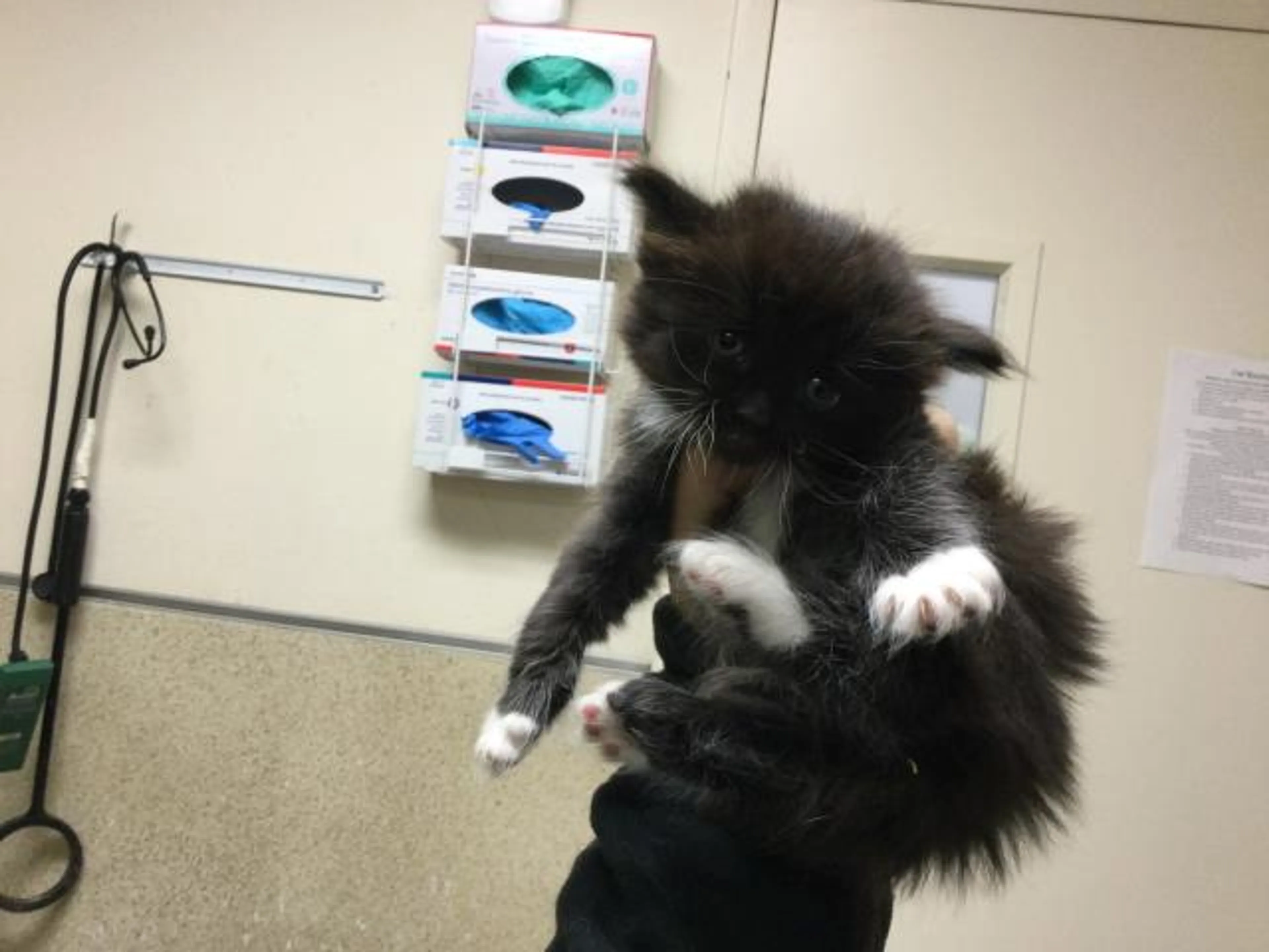 Found pet