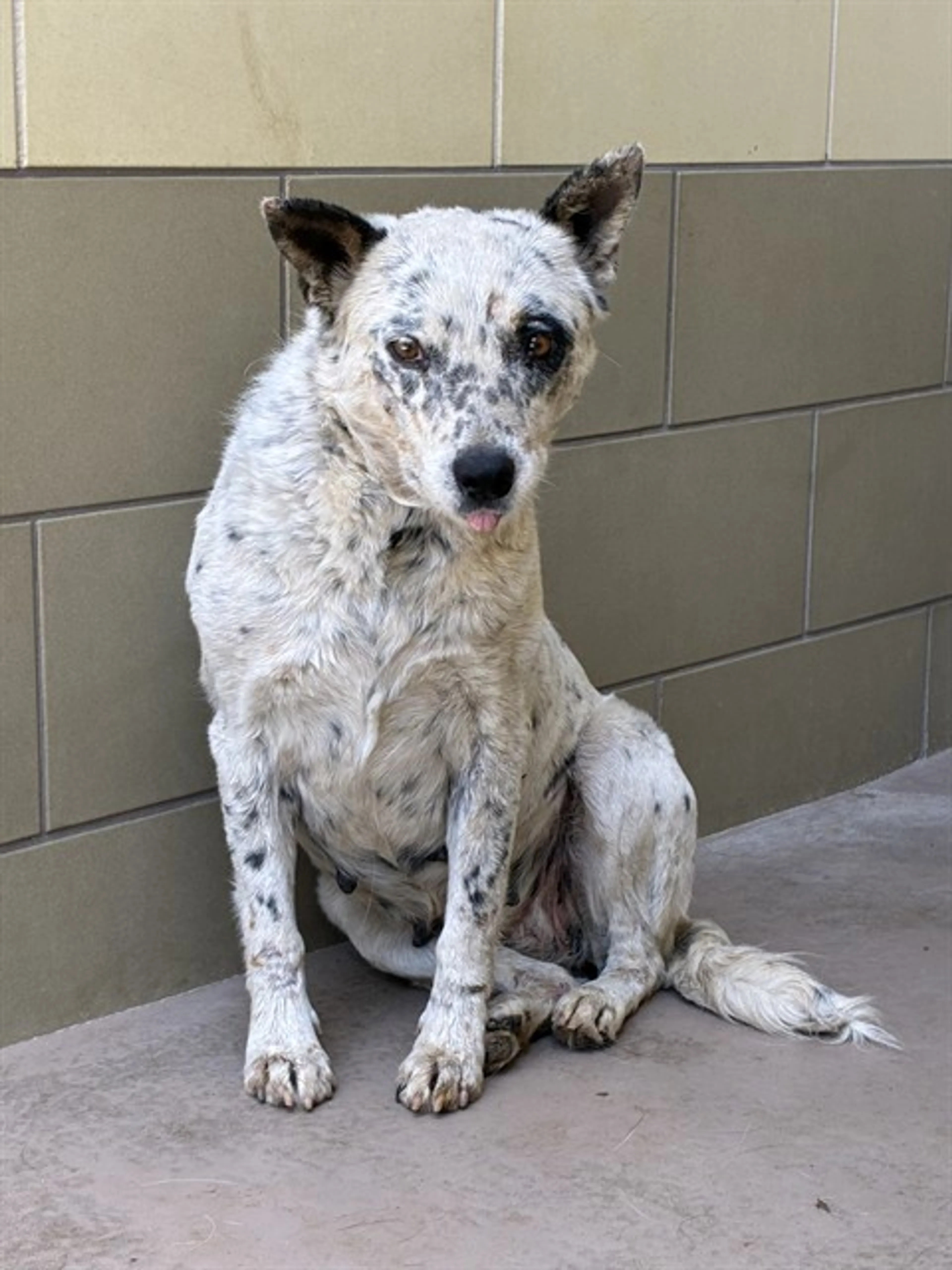 Found pet