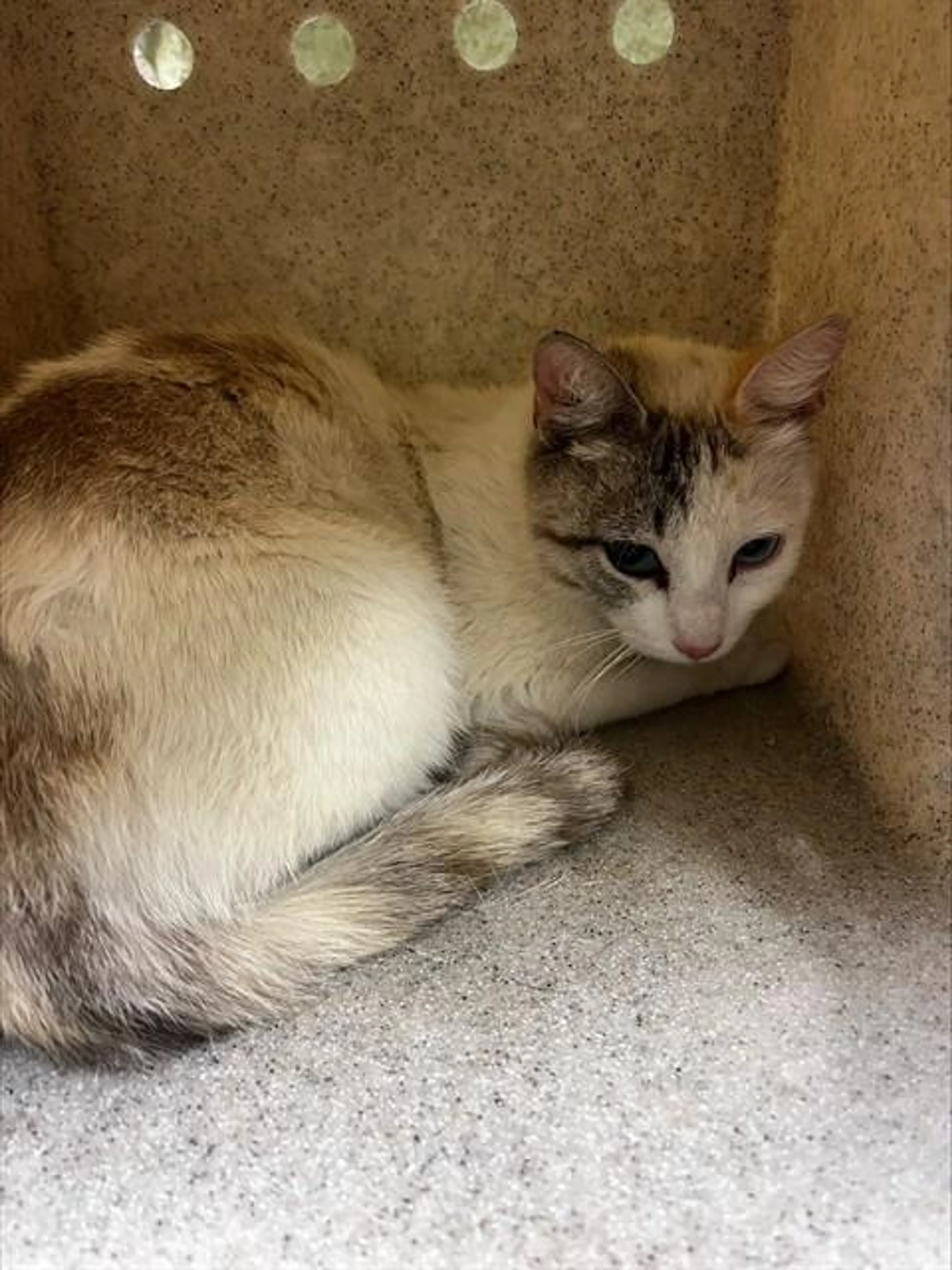Found pet