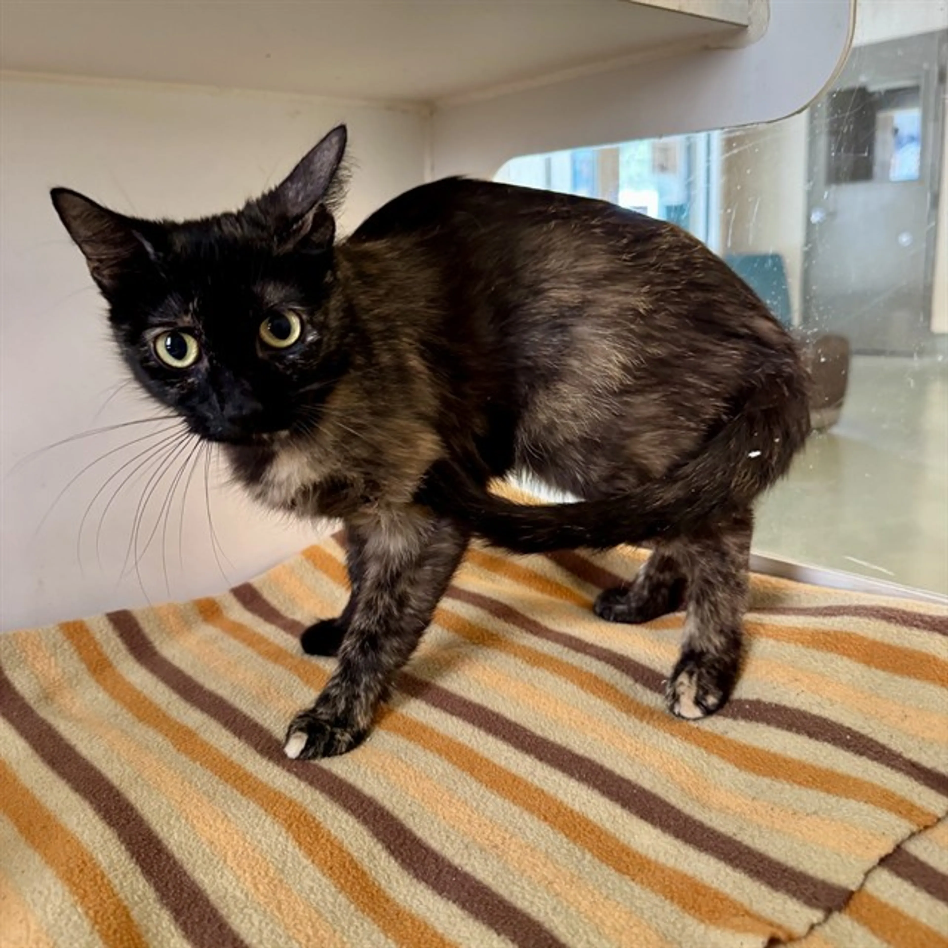 Found pet