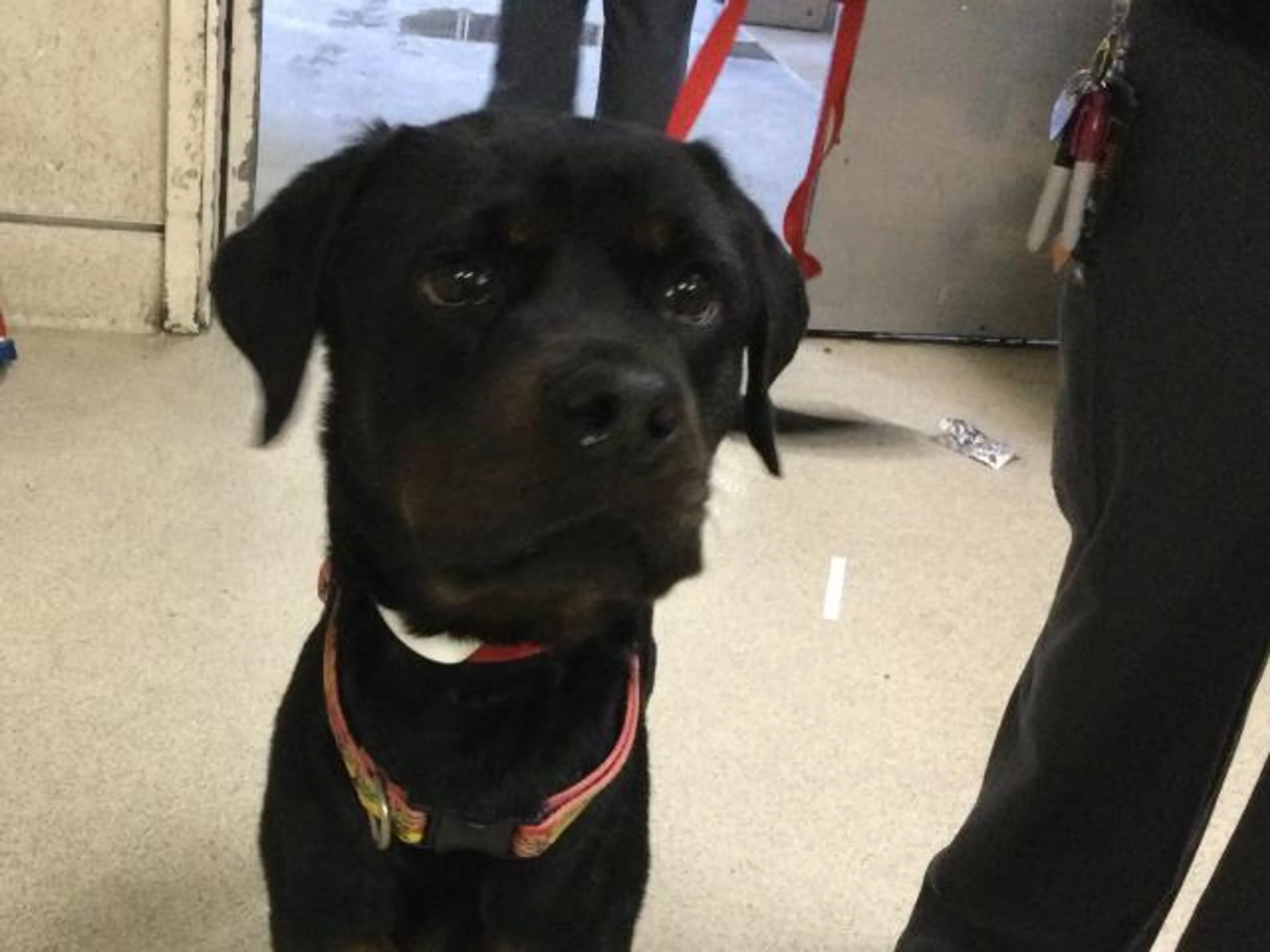 Found pet