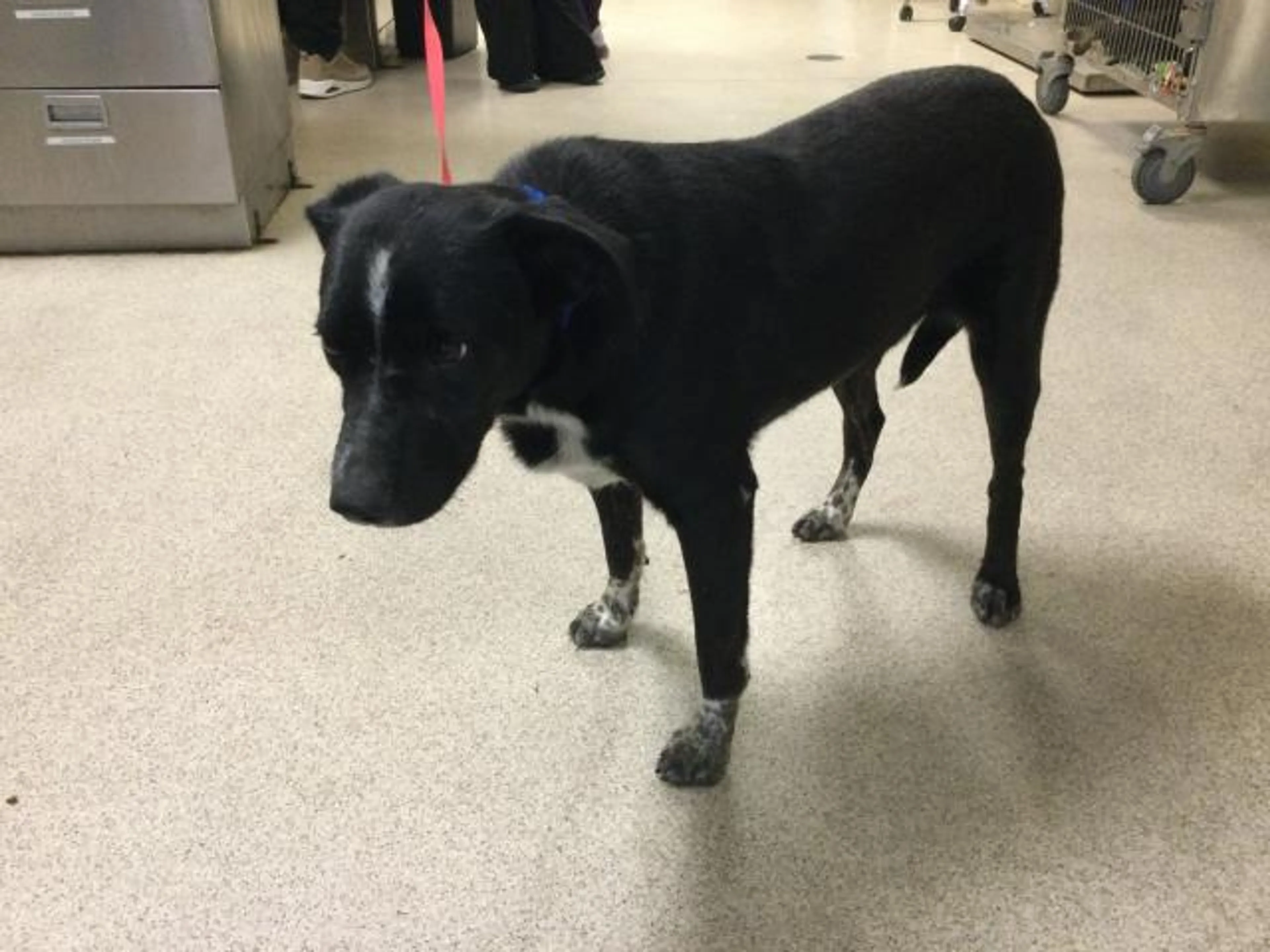 Found pet