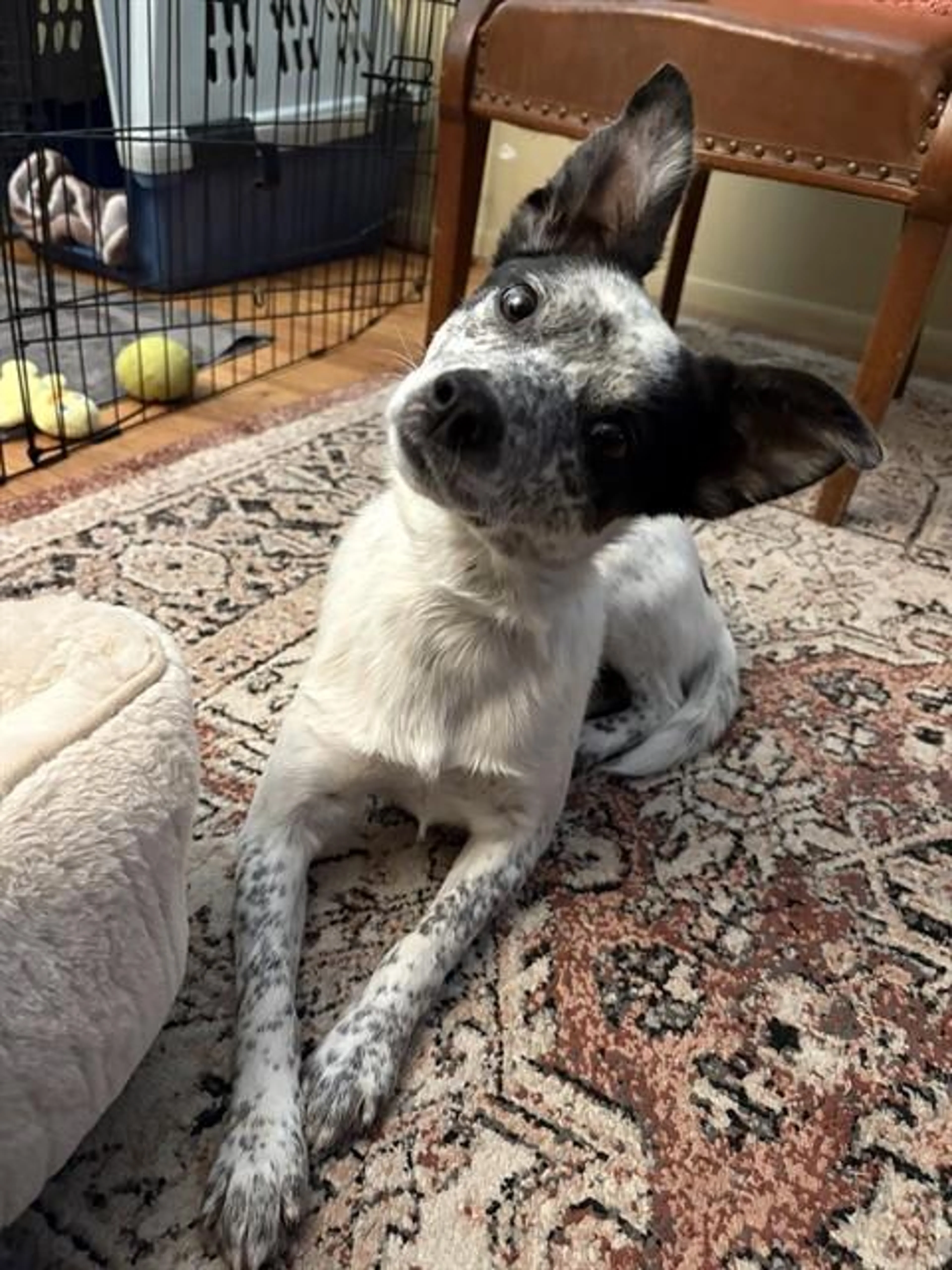 Found pet