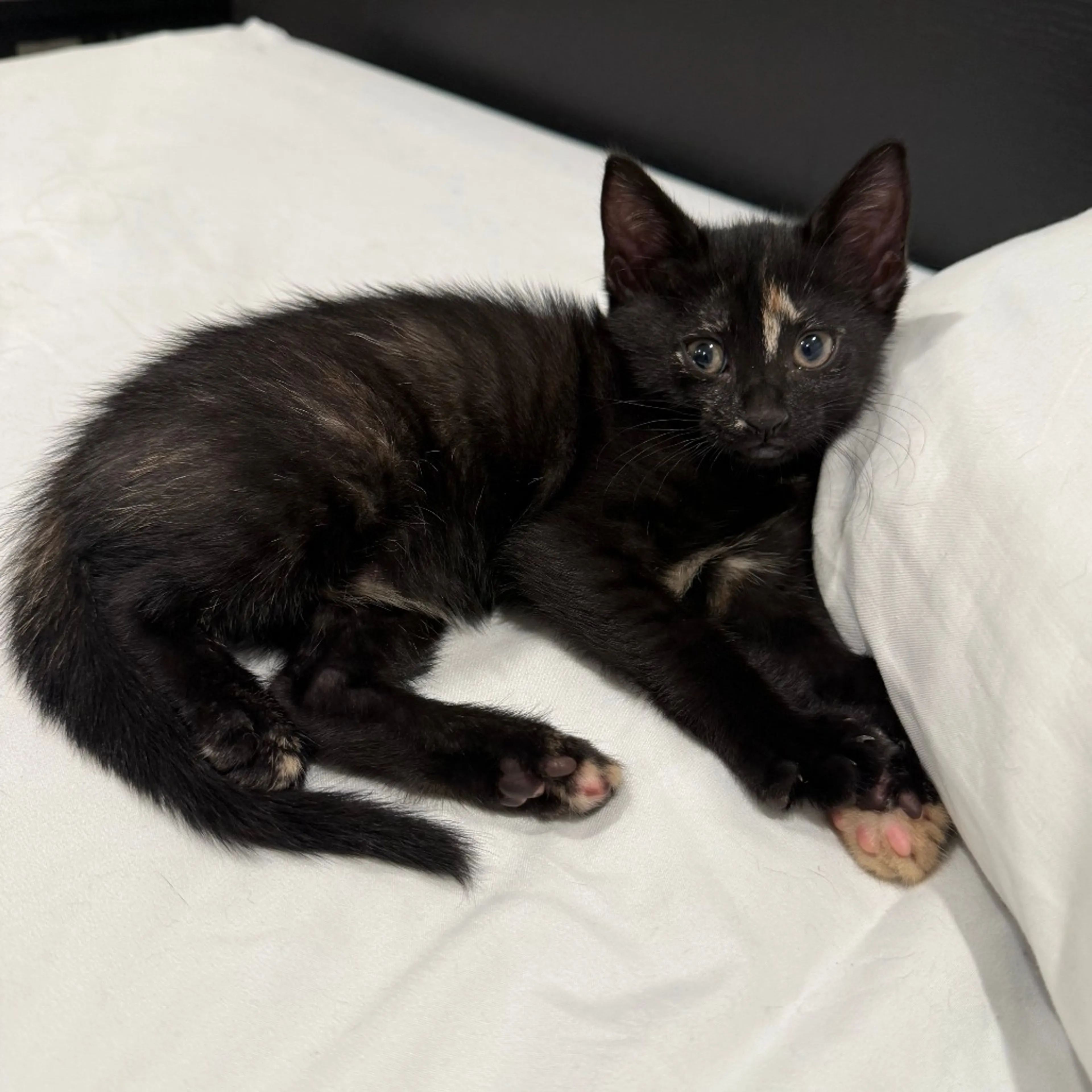 Found pet-1