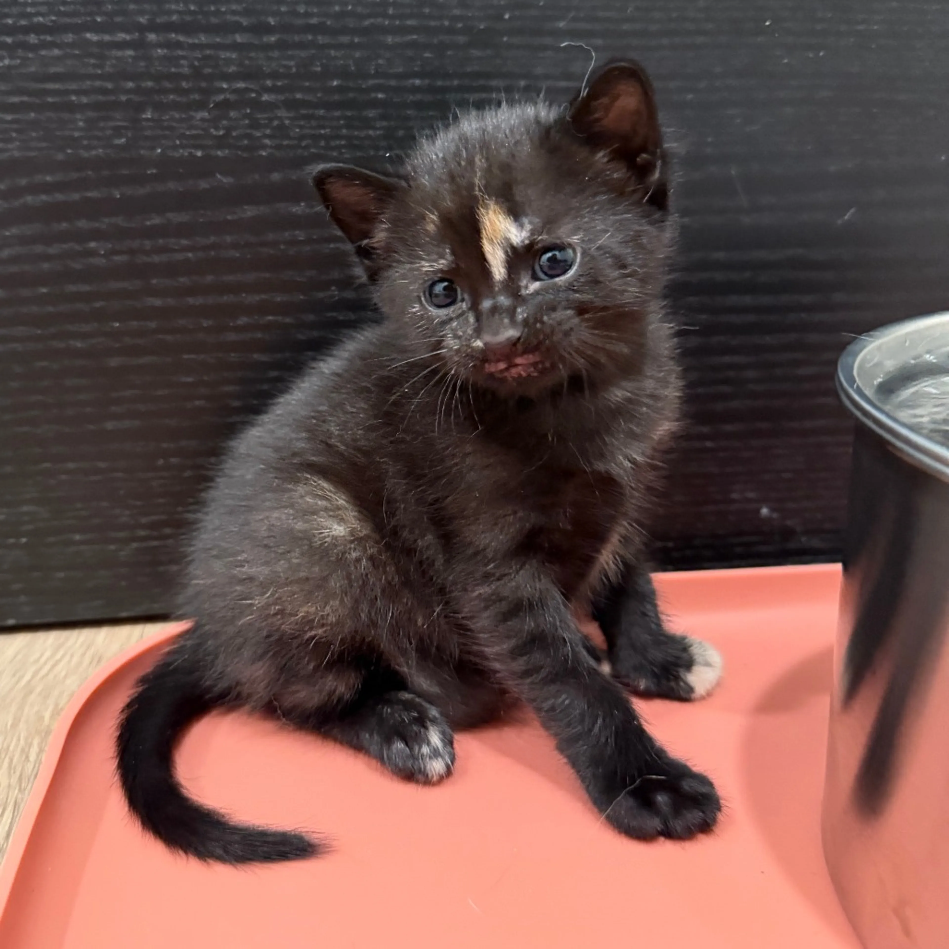 Found pet-3