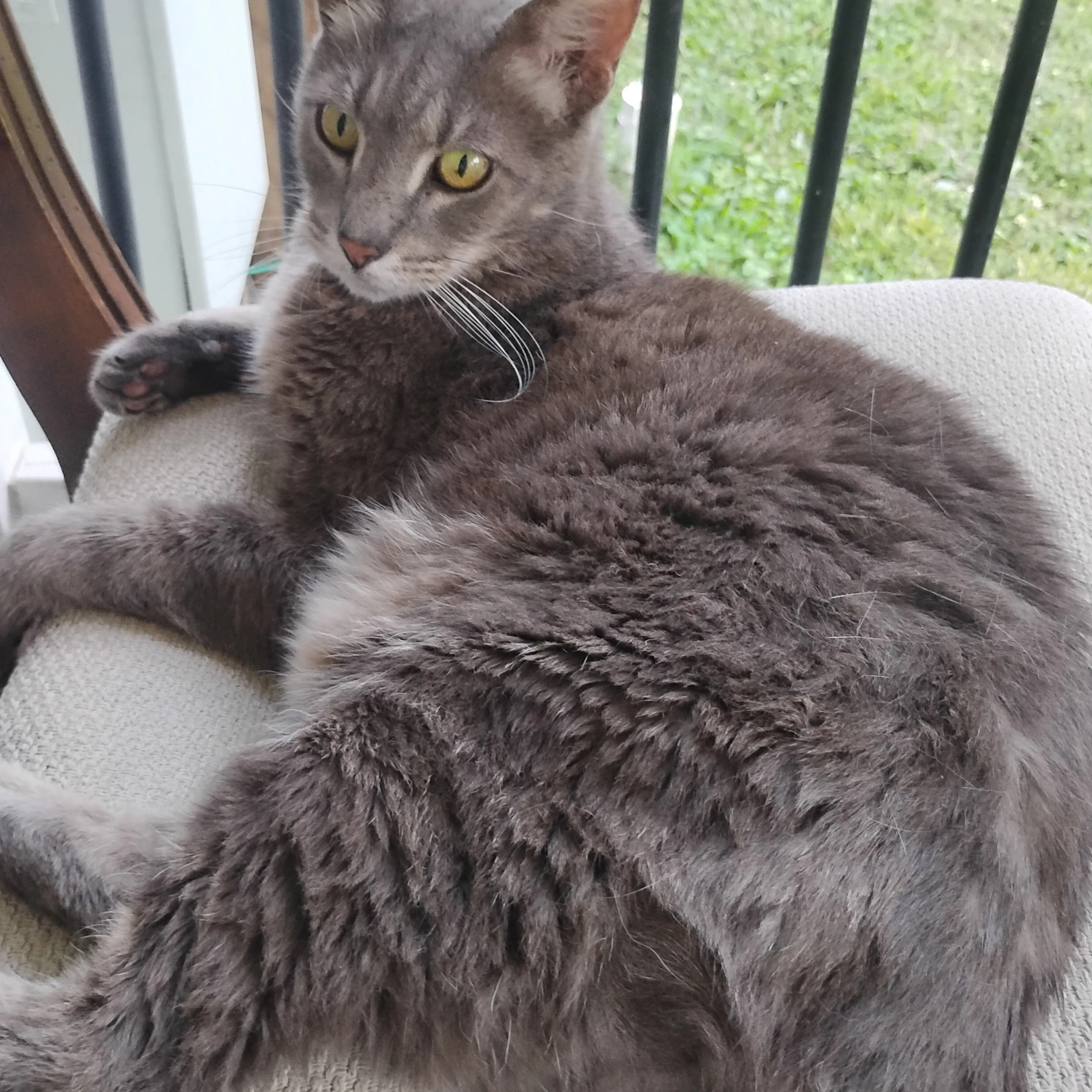 Lost pet-1