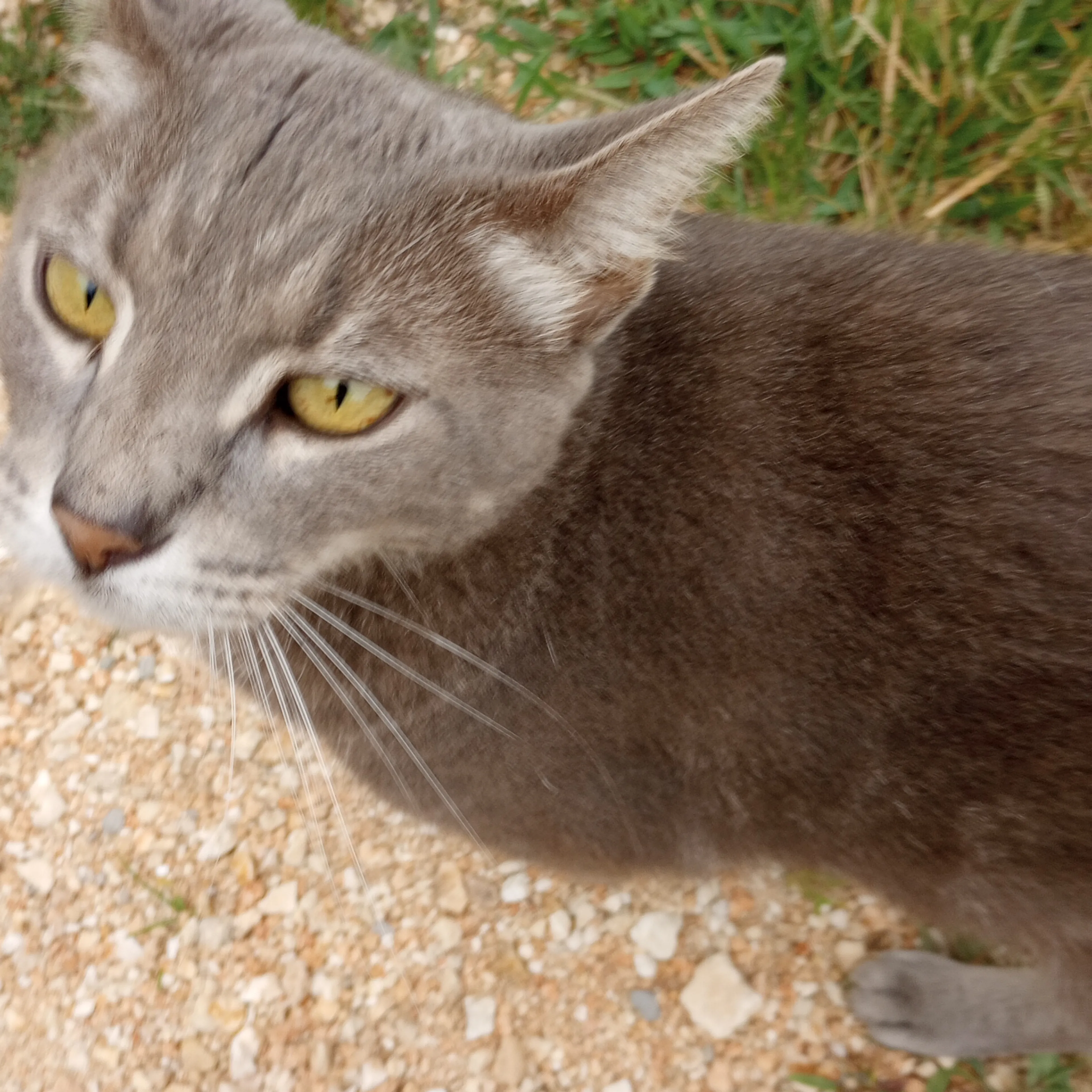 Lost pet-0