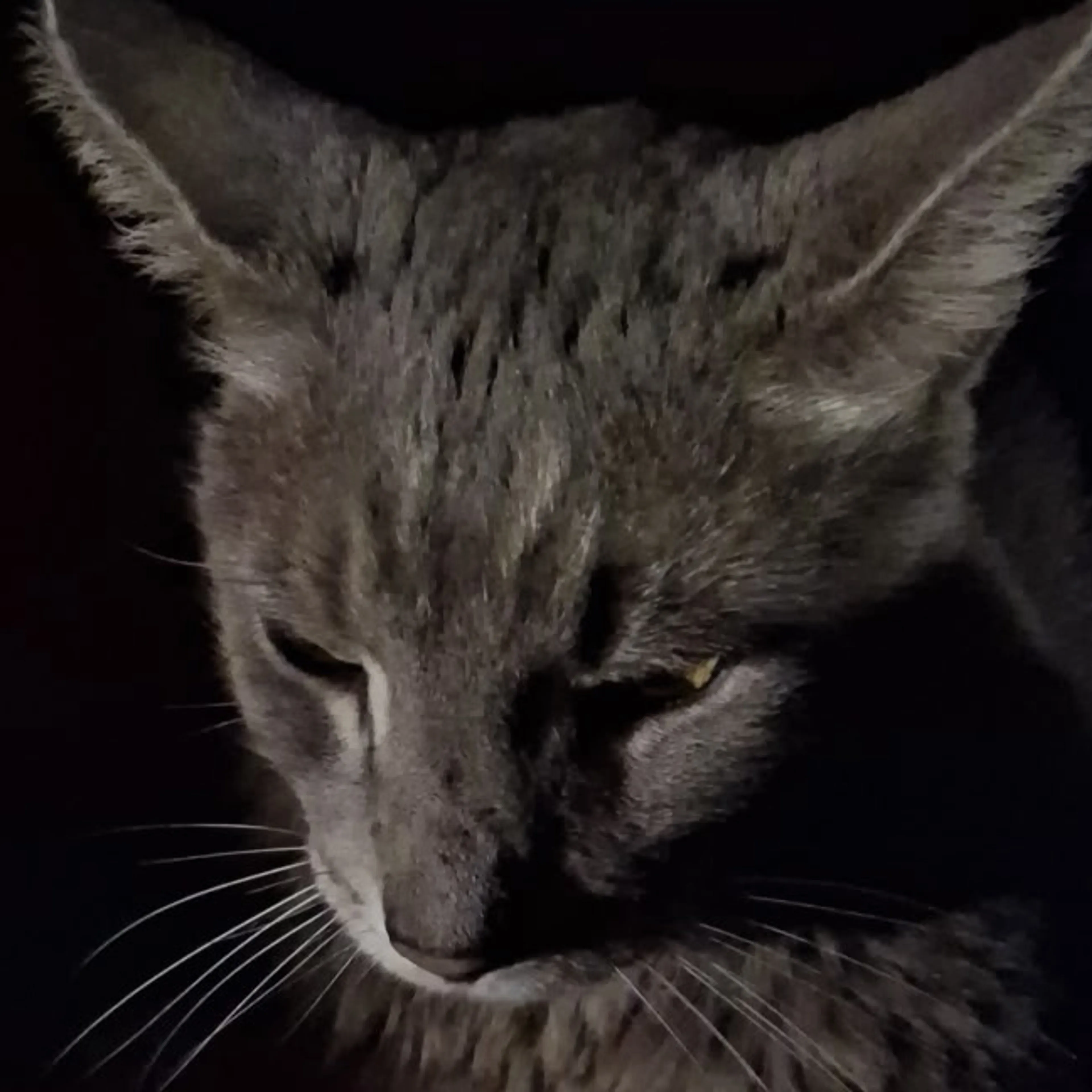 Lost pet-2