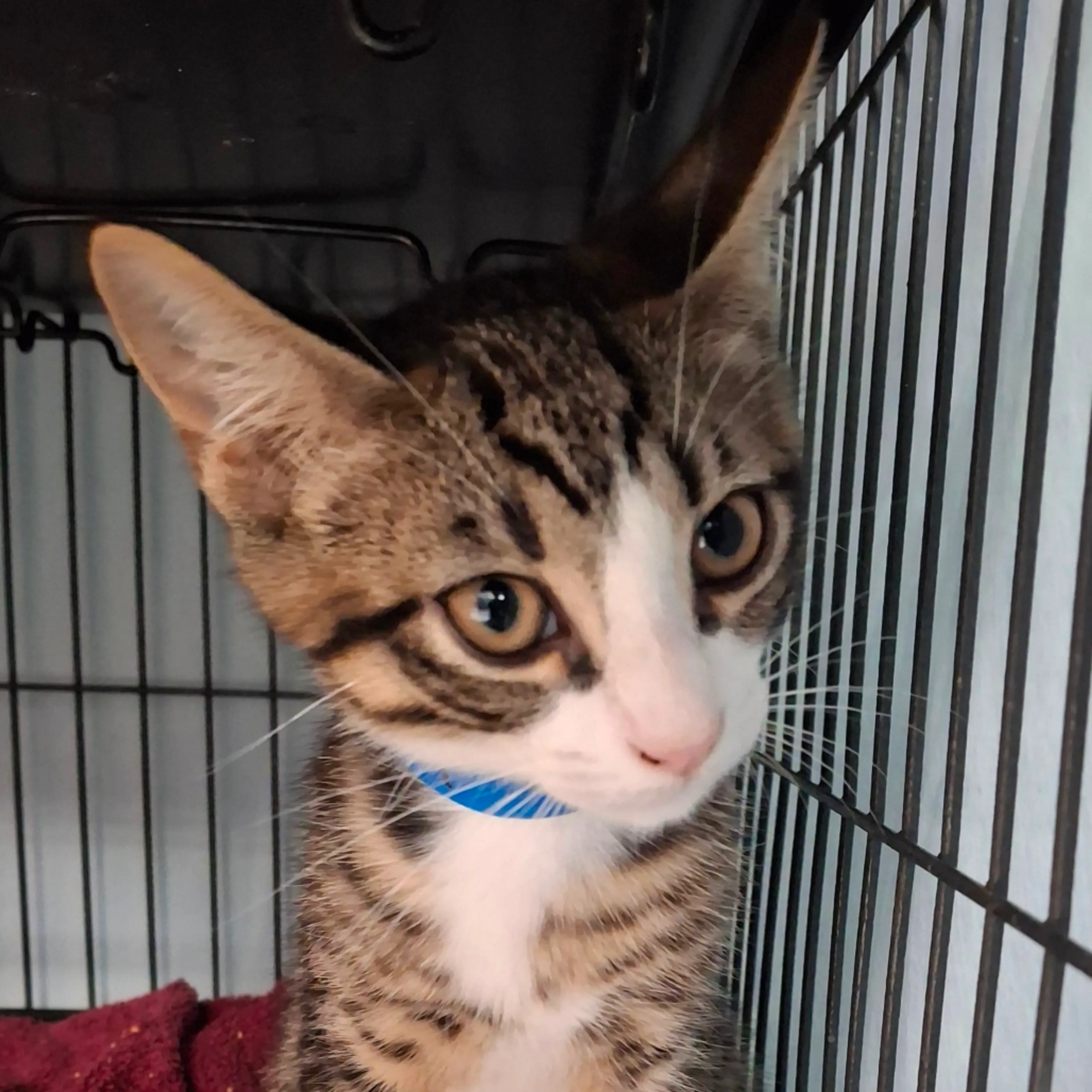 Found pet