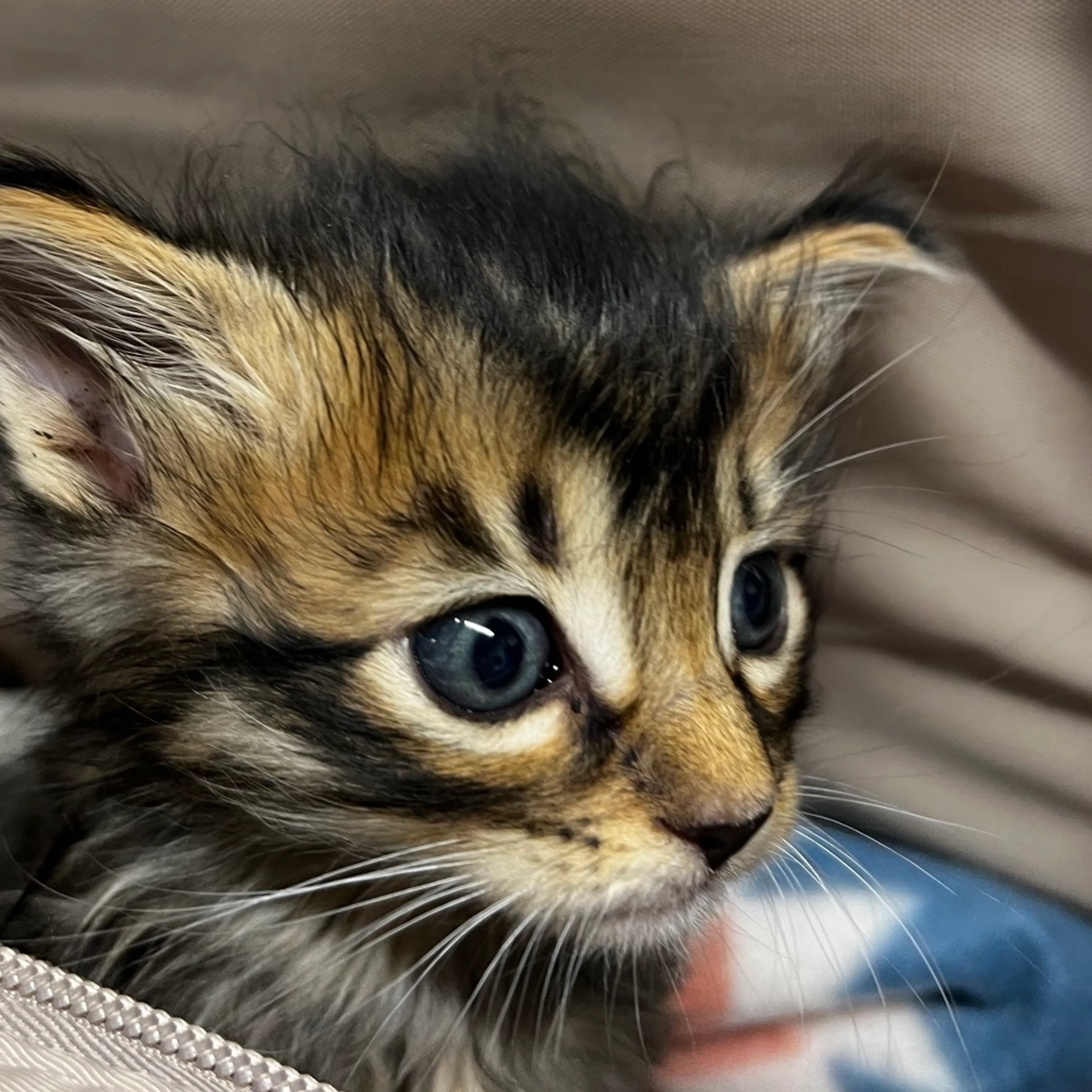 Found pet-3