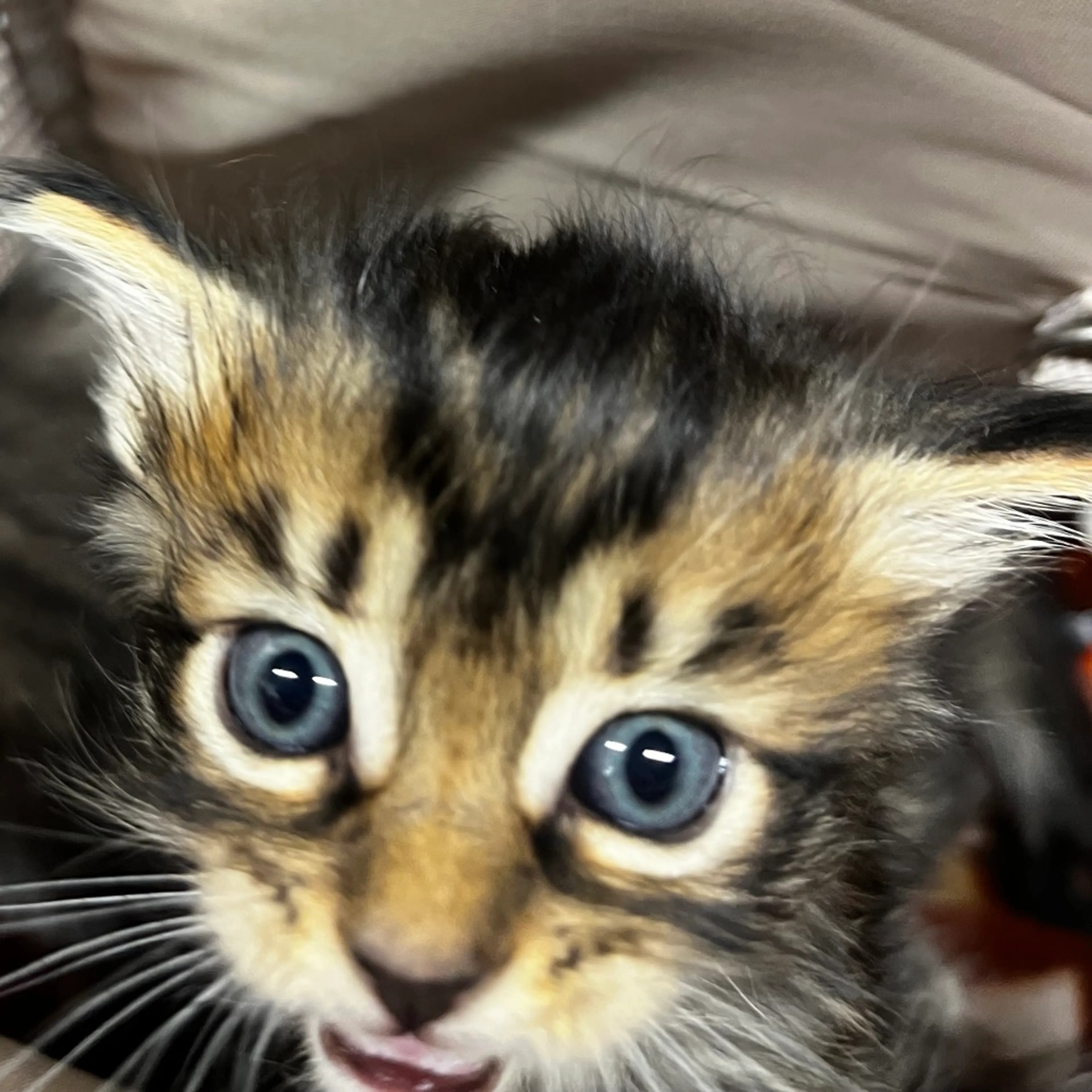 Found pet-1