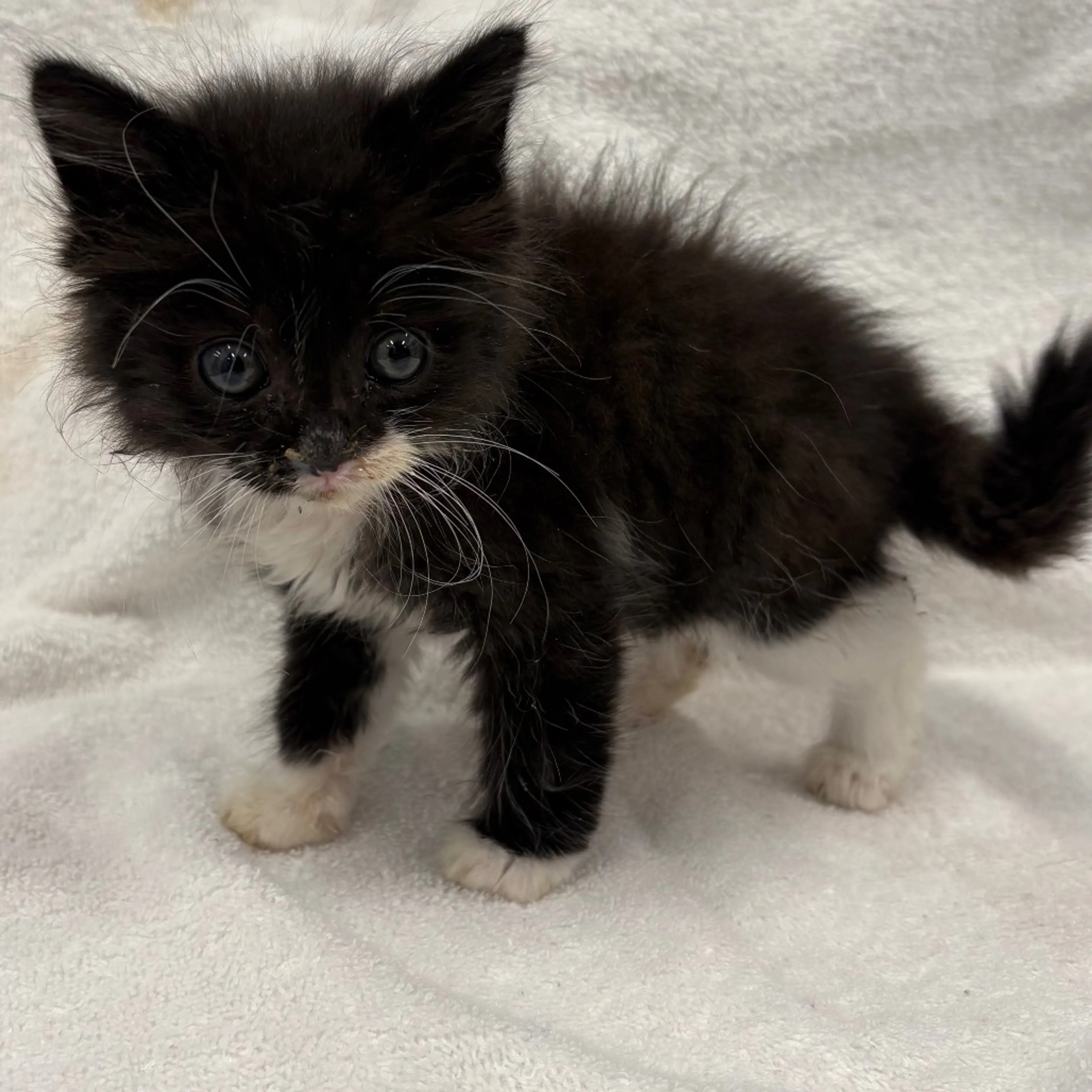 Found pet-1