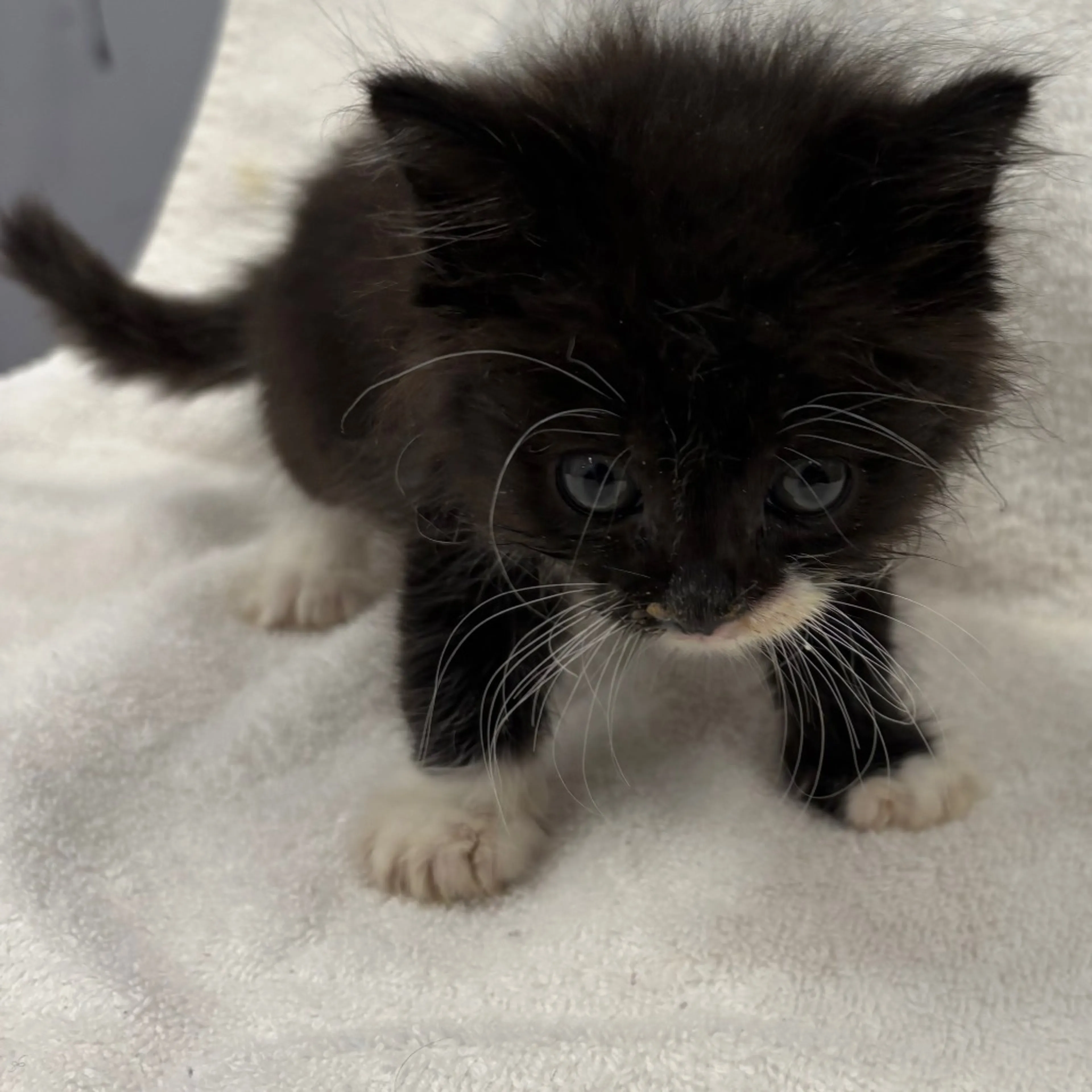 Found pet-2