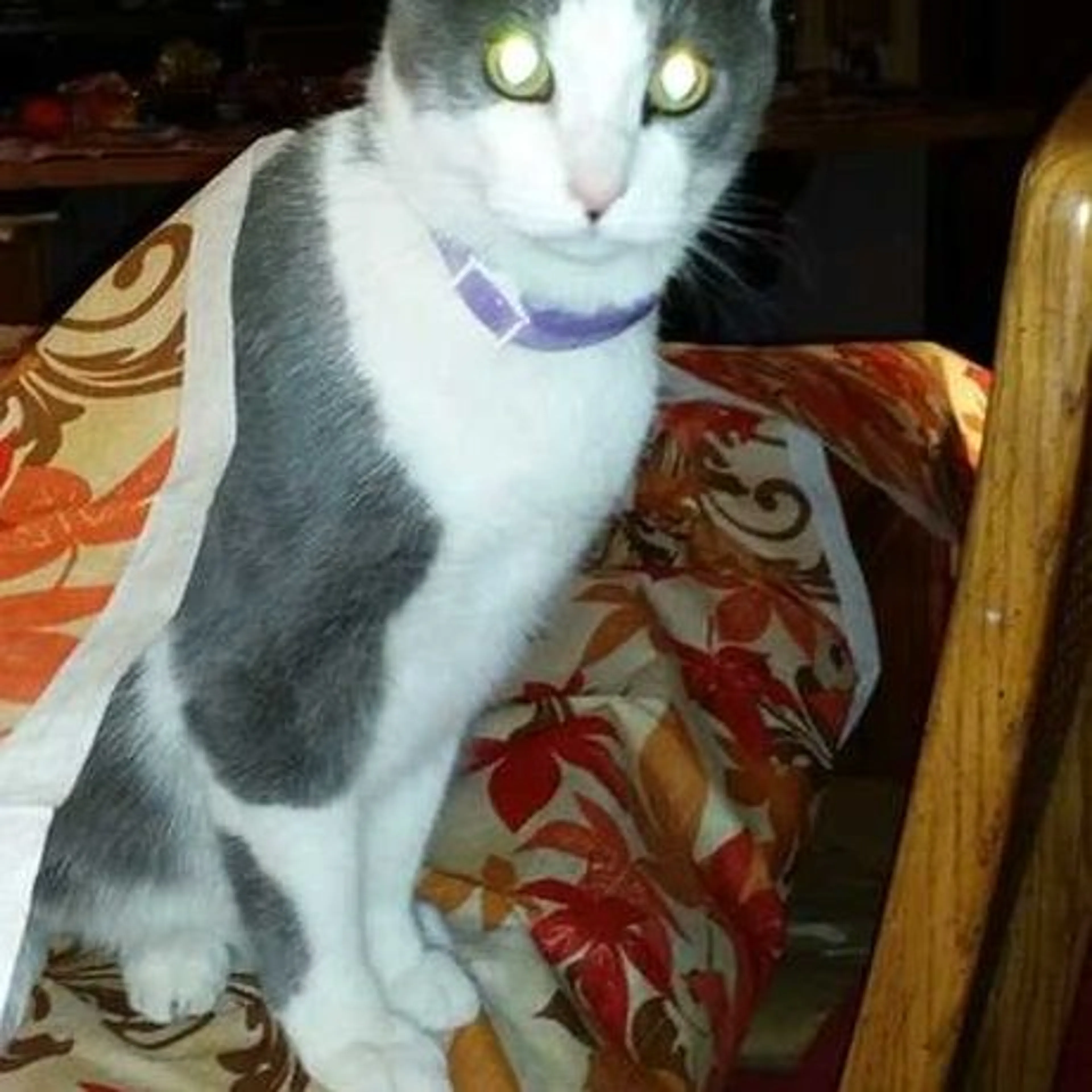 Lost pet