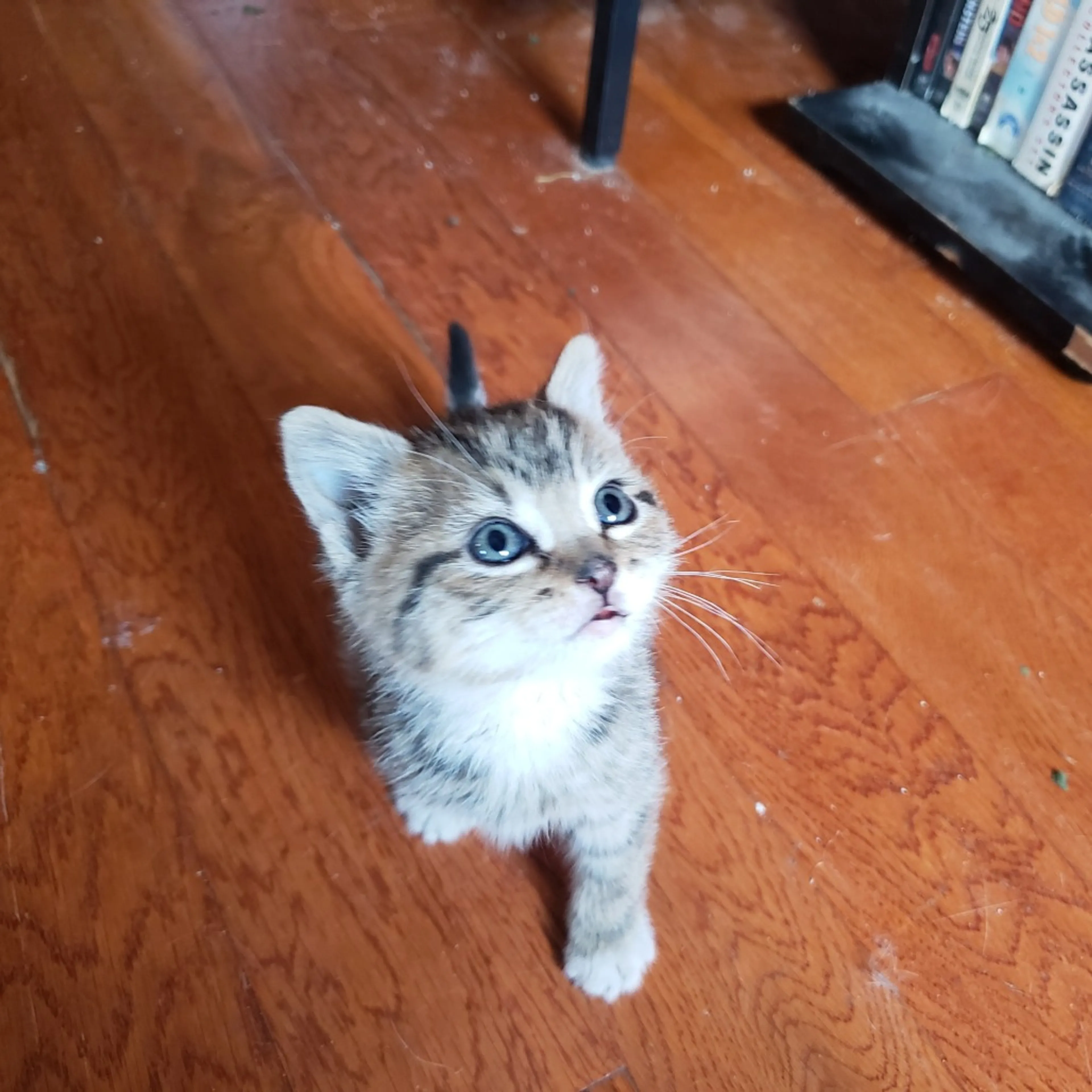 Found pet-1