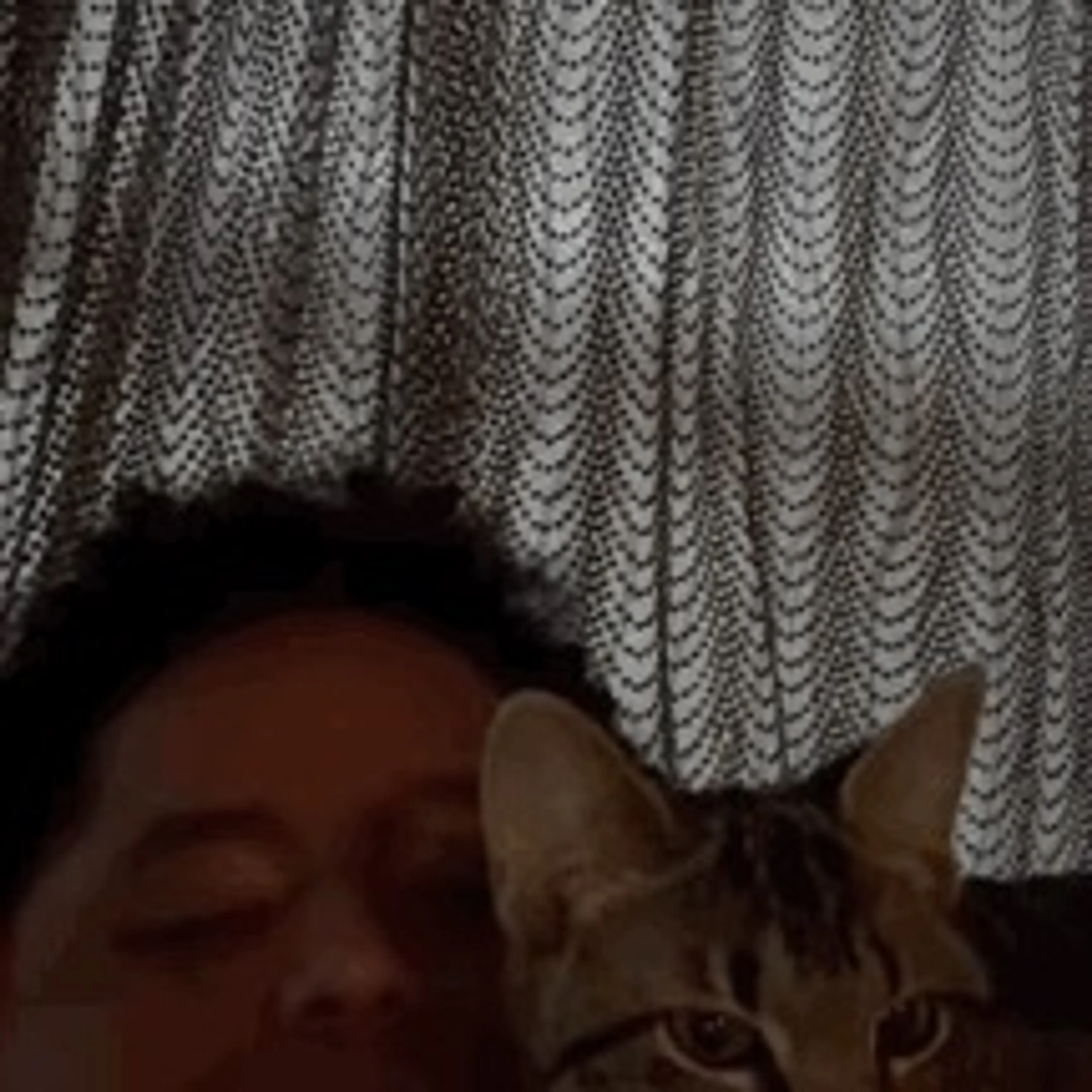 Lost pet
