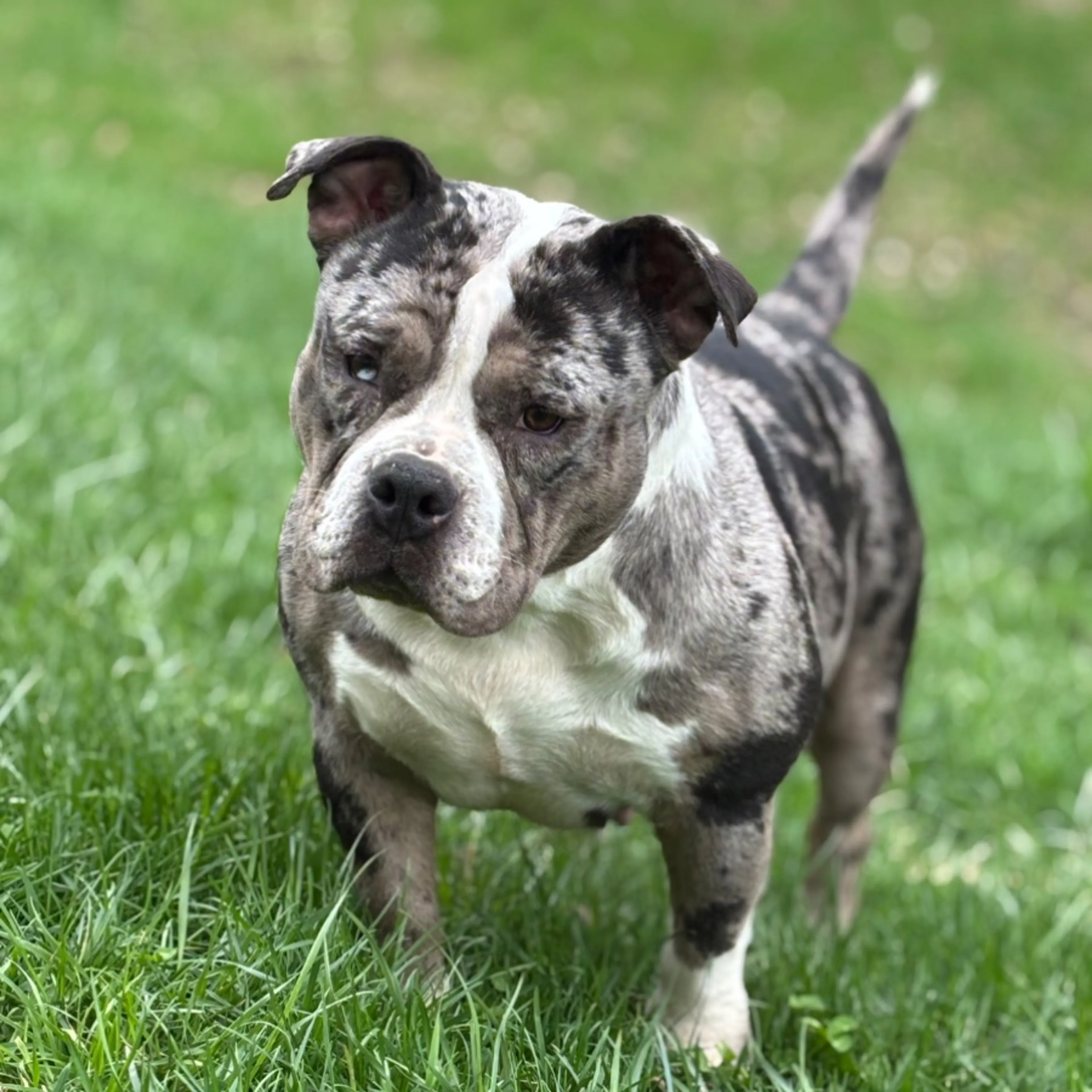 Lost pet