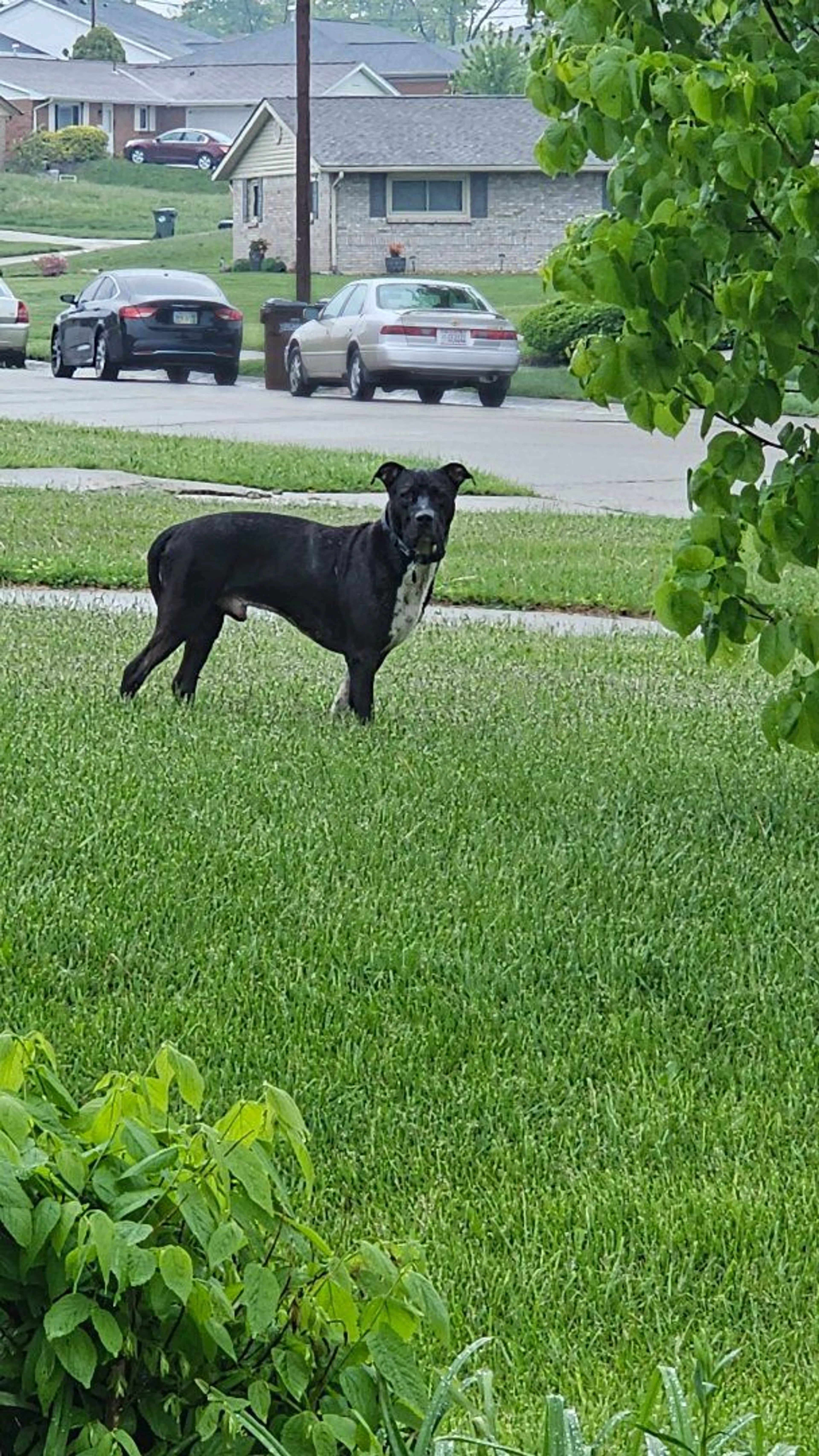 Lost pet