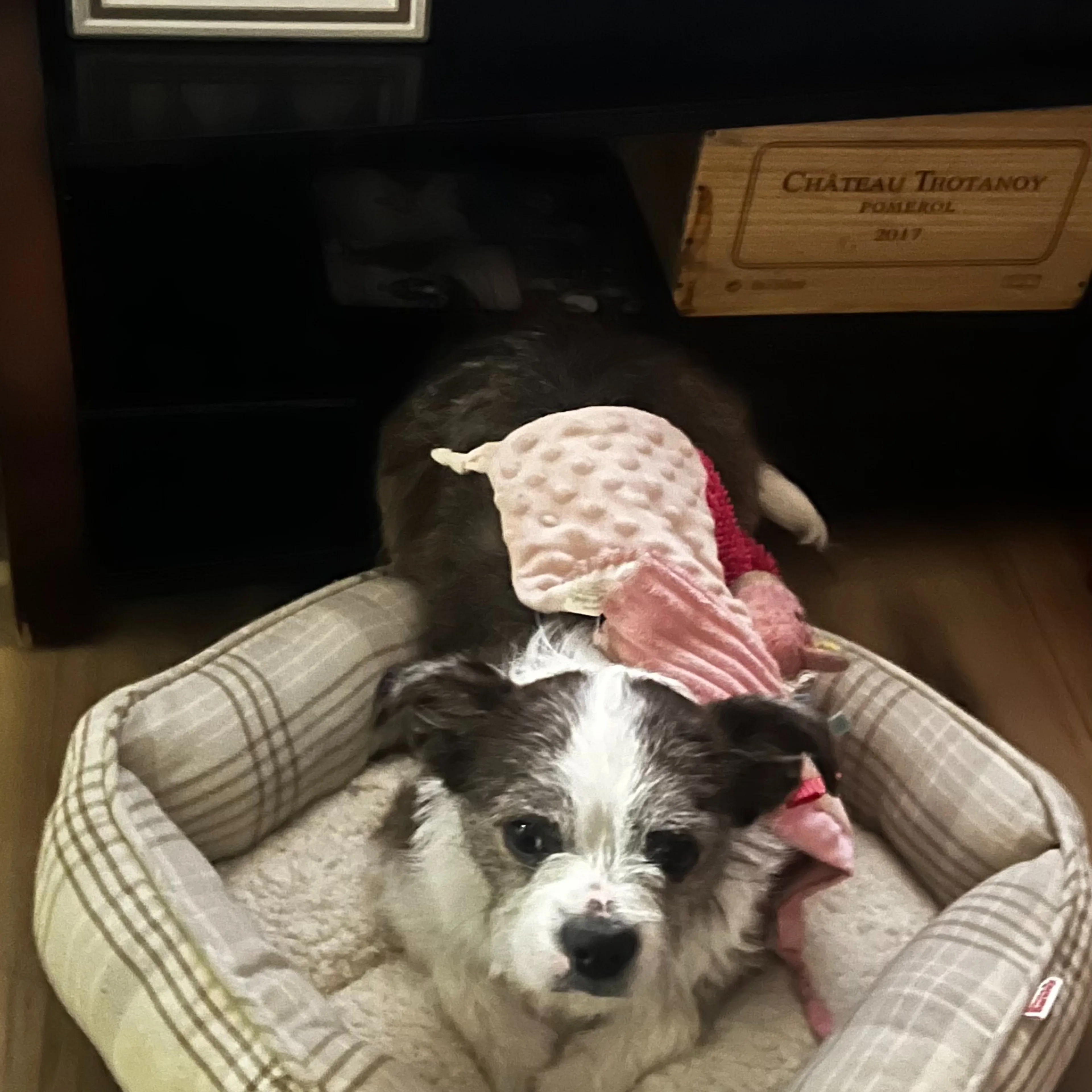 Lost pet-2