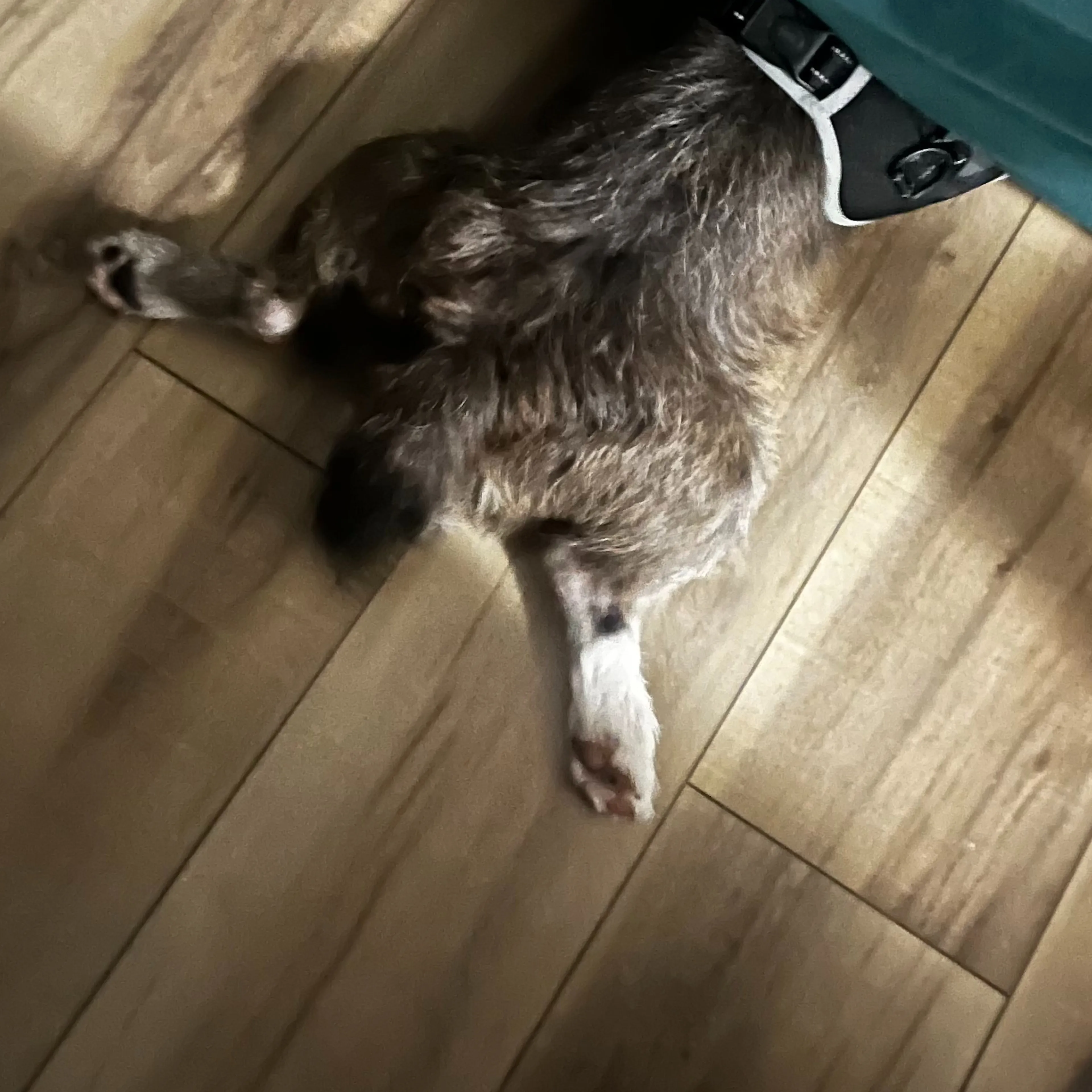 Lost pet-1