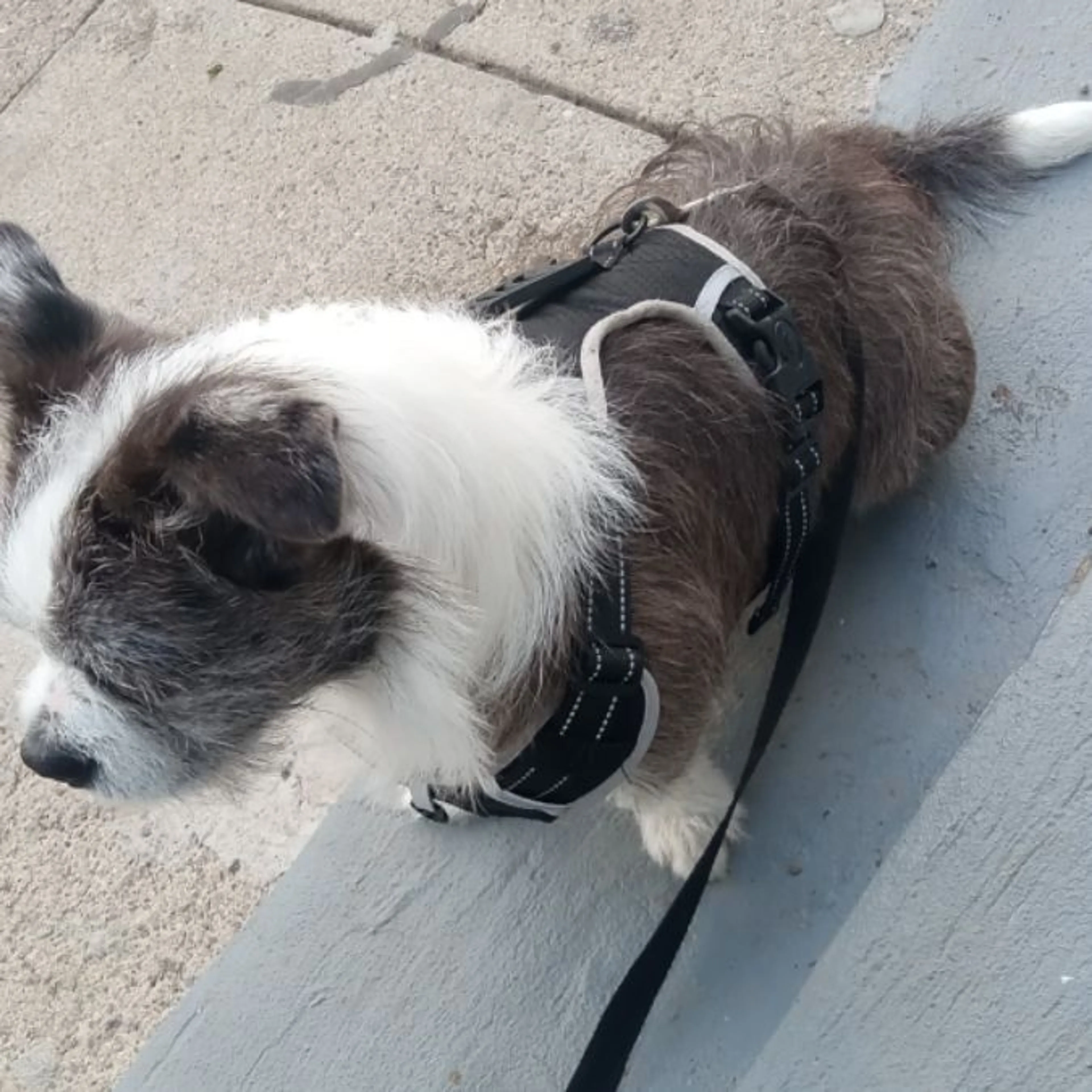 Lost pet-0