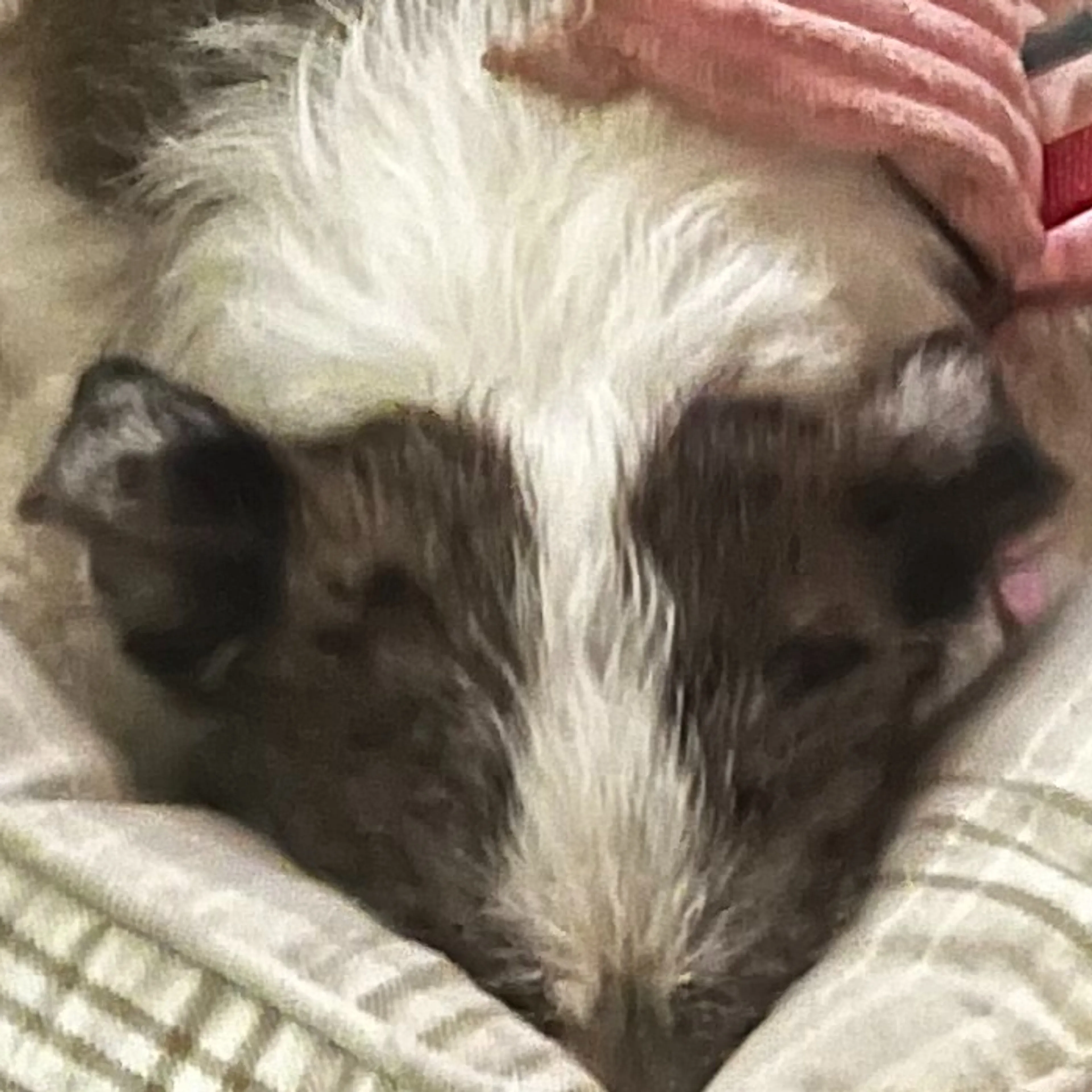 Lost pet-3