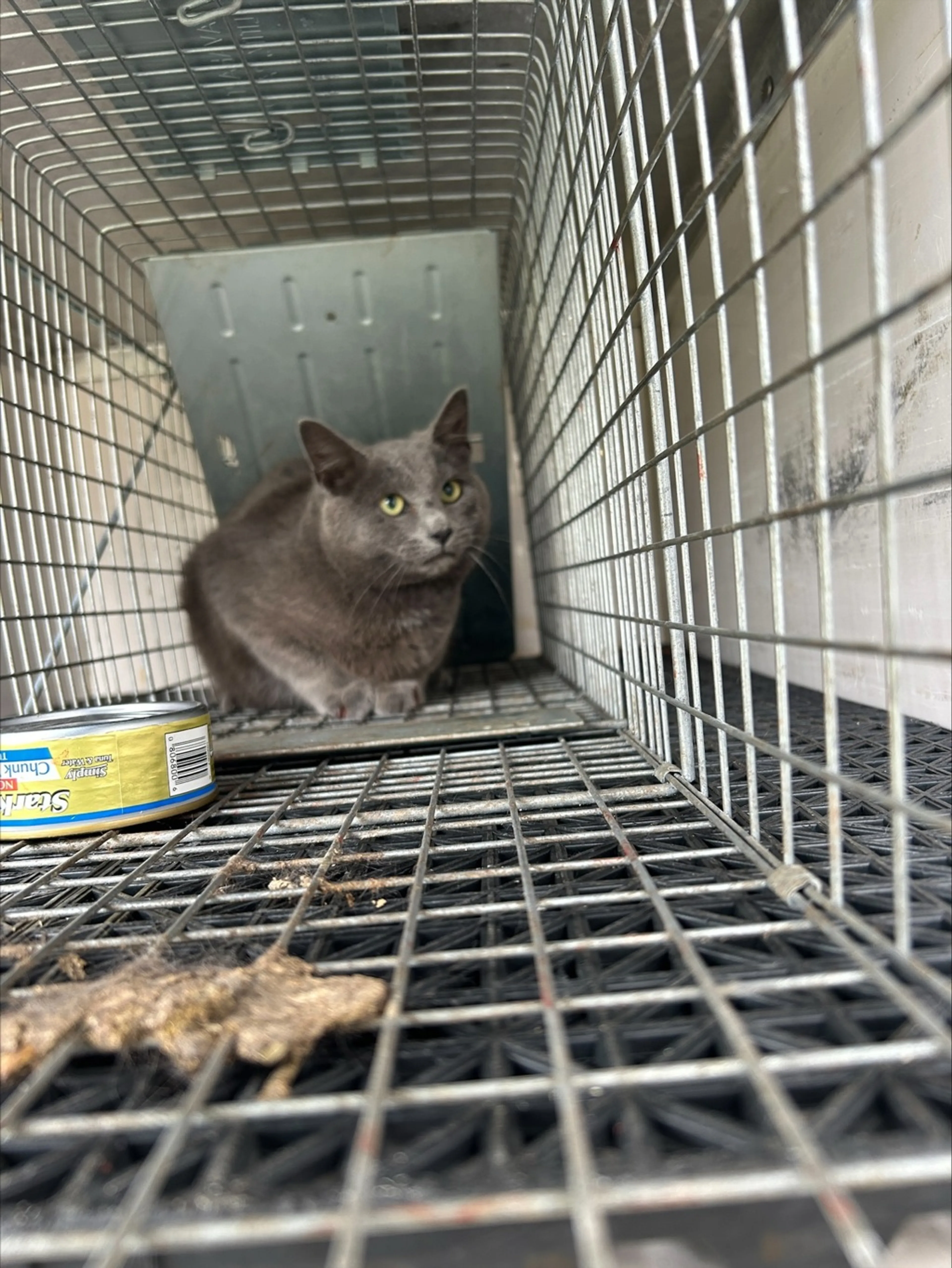 Found pet-1