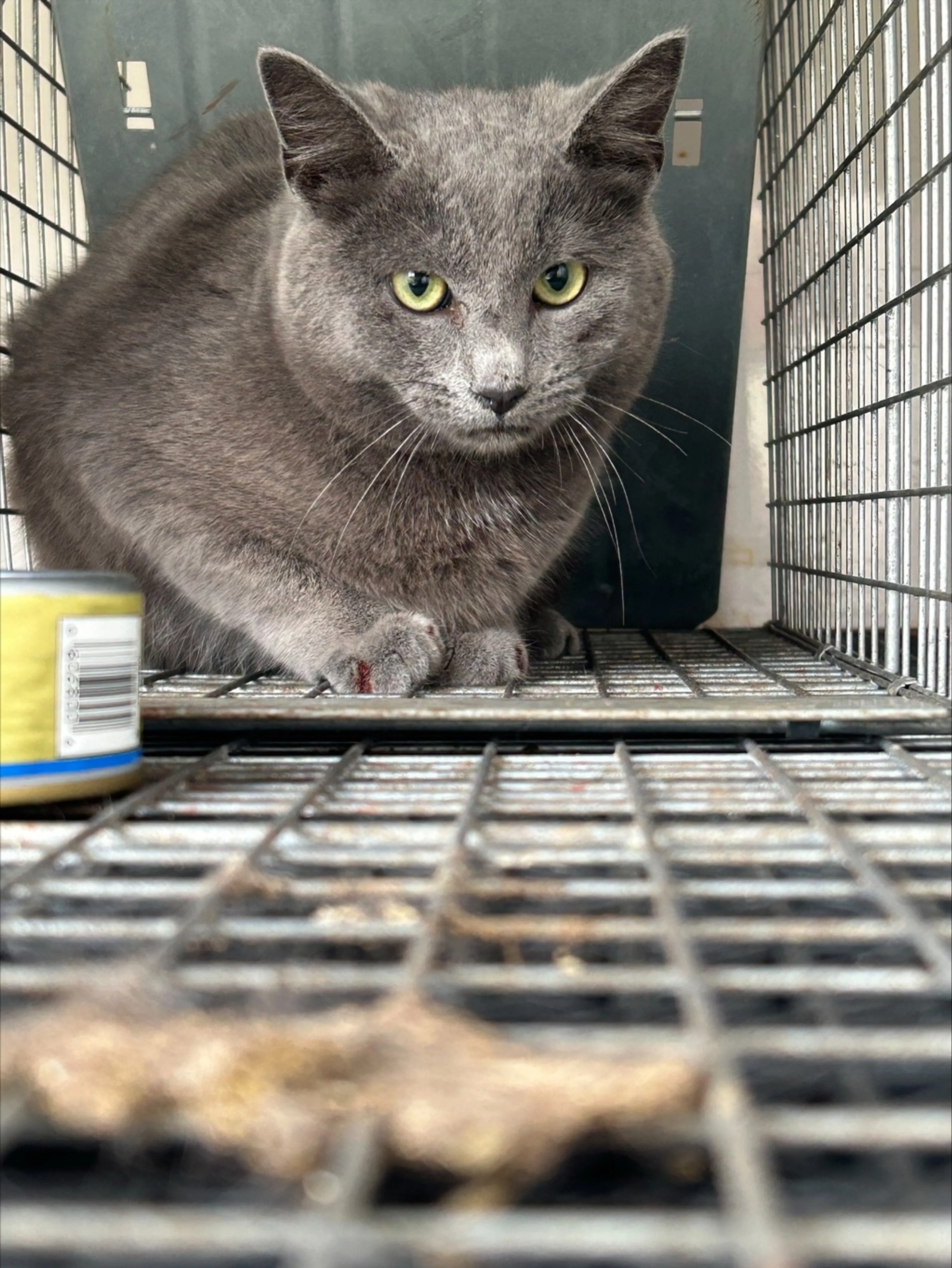 Found pet-0