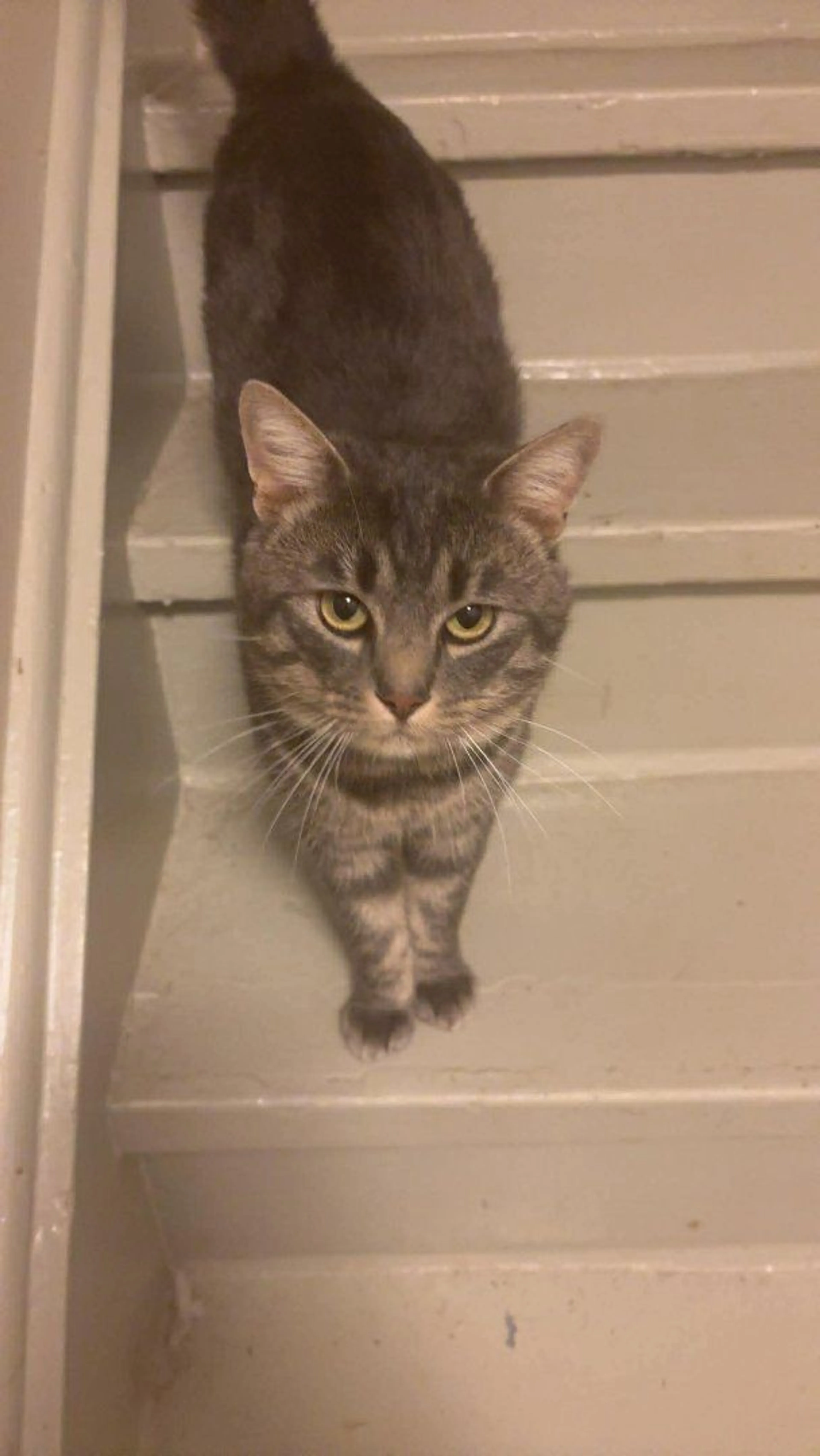 Lost pet