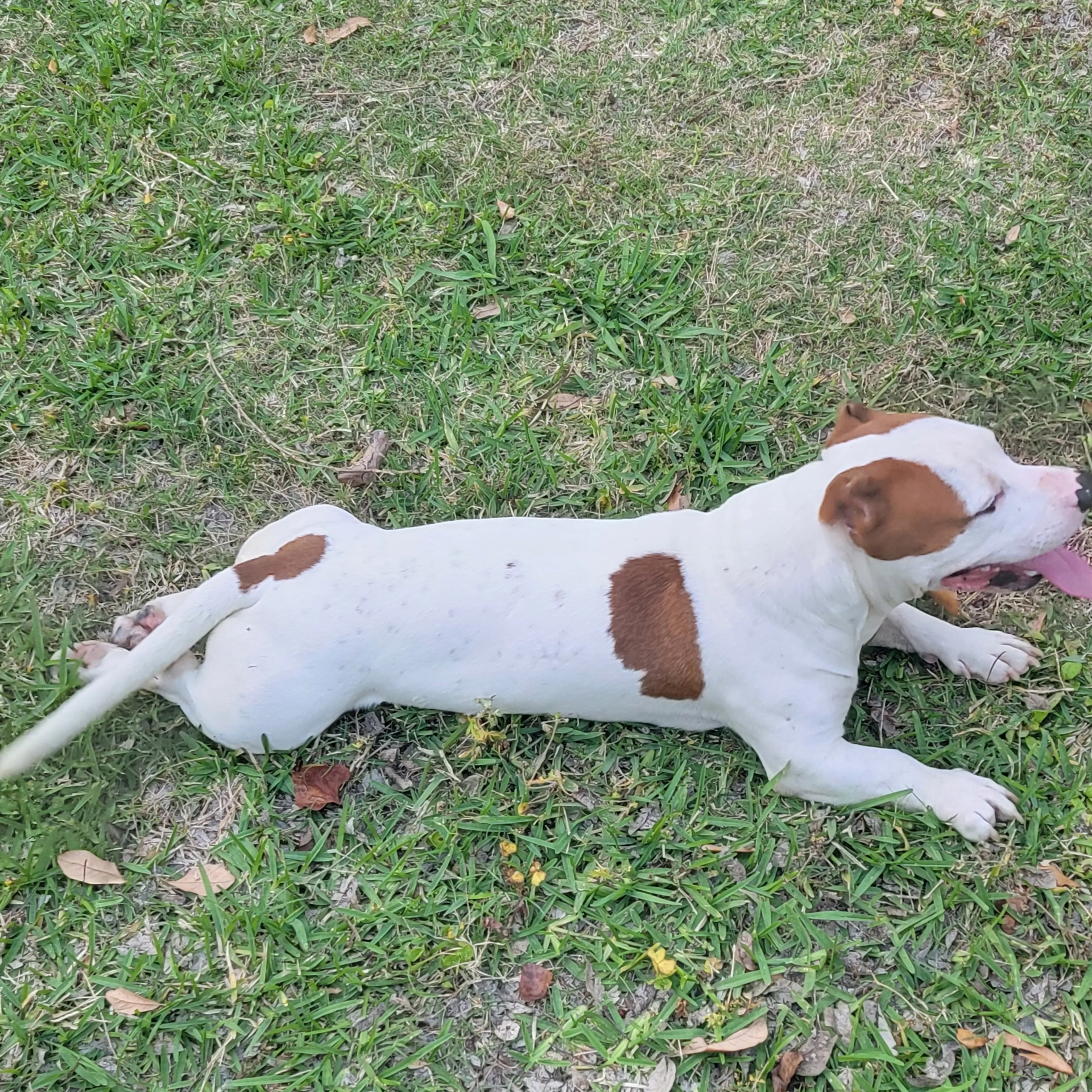 Found pet-1