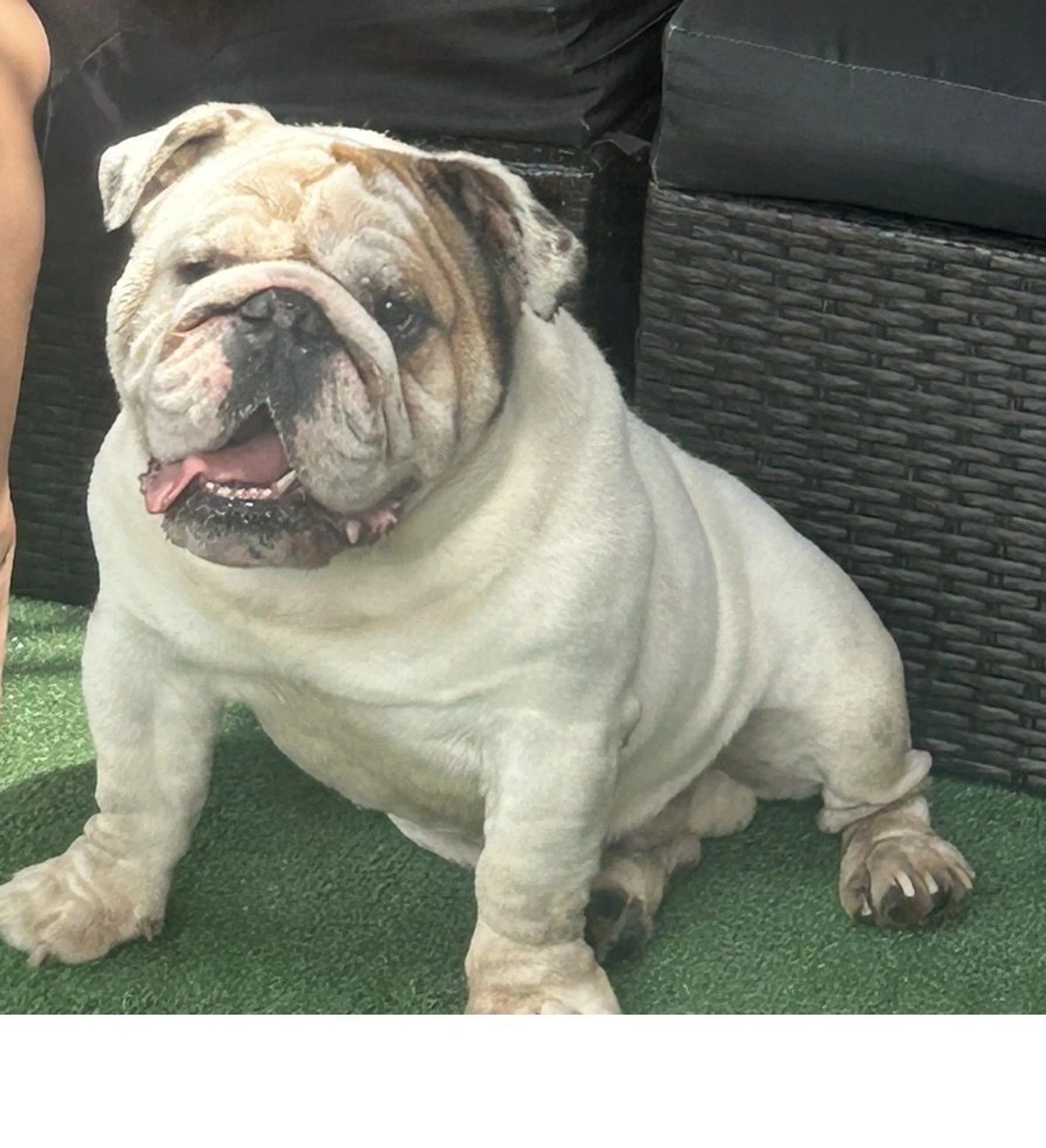 Lost pet