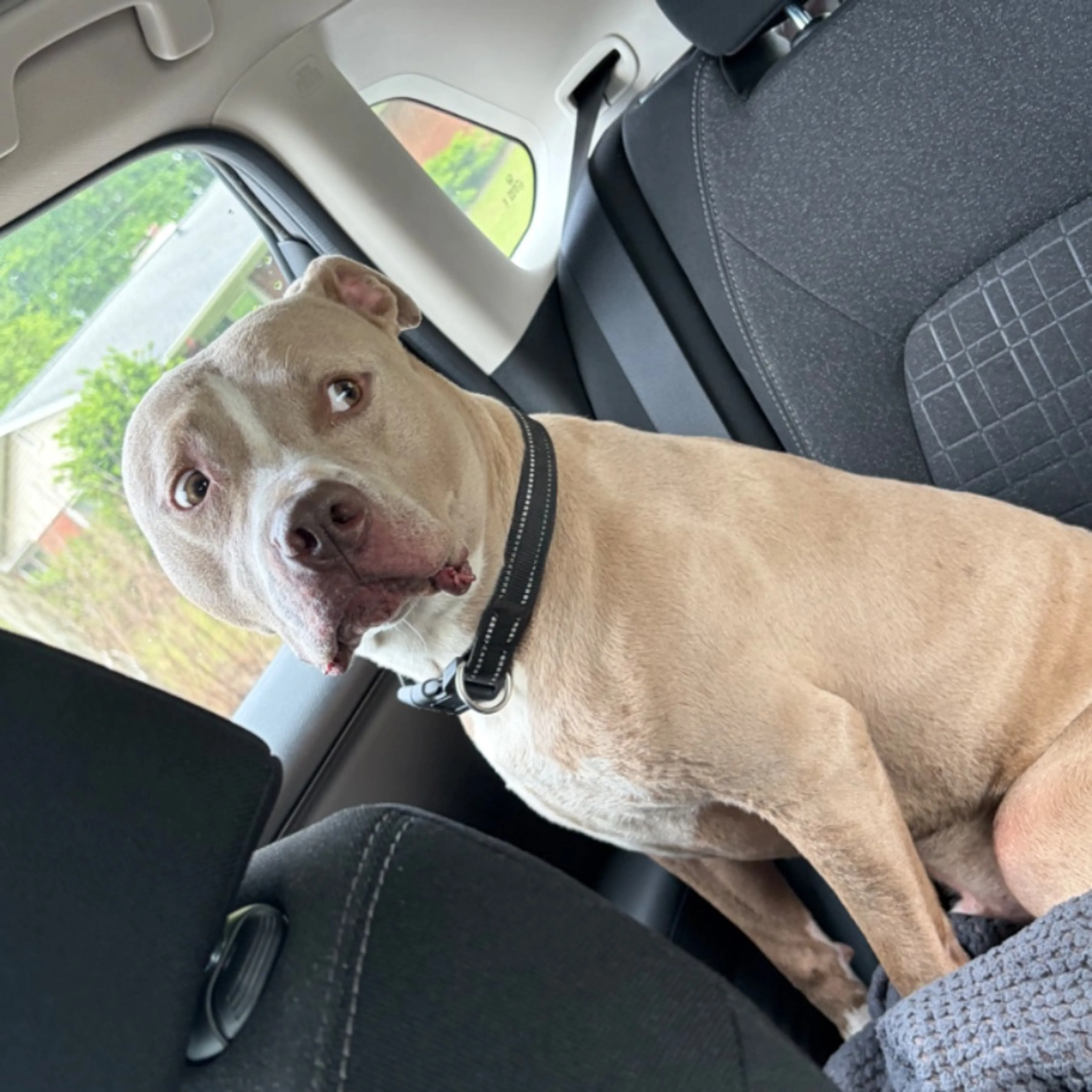 Found pet