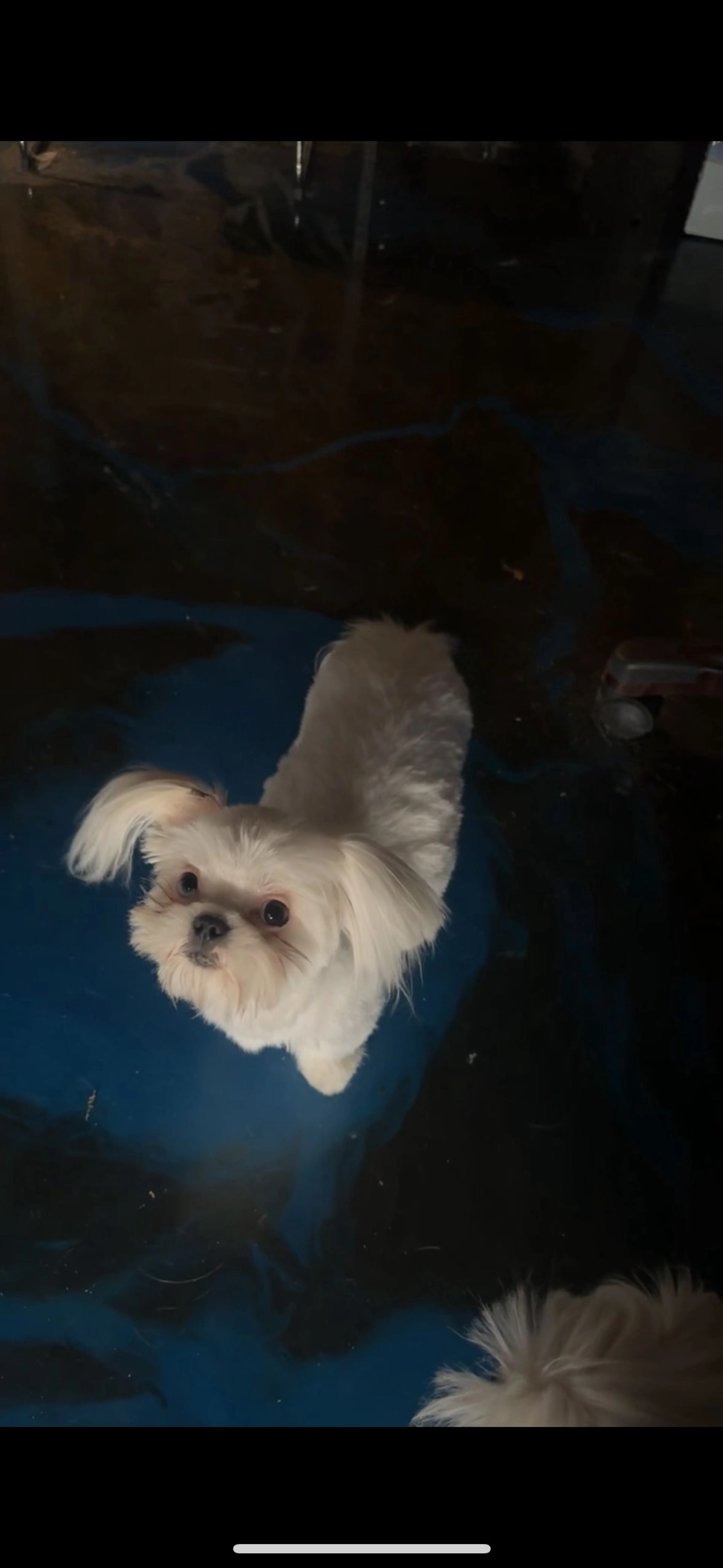 Lost pet