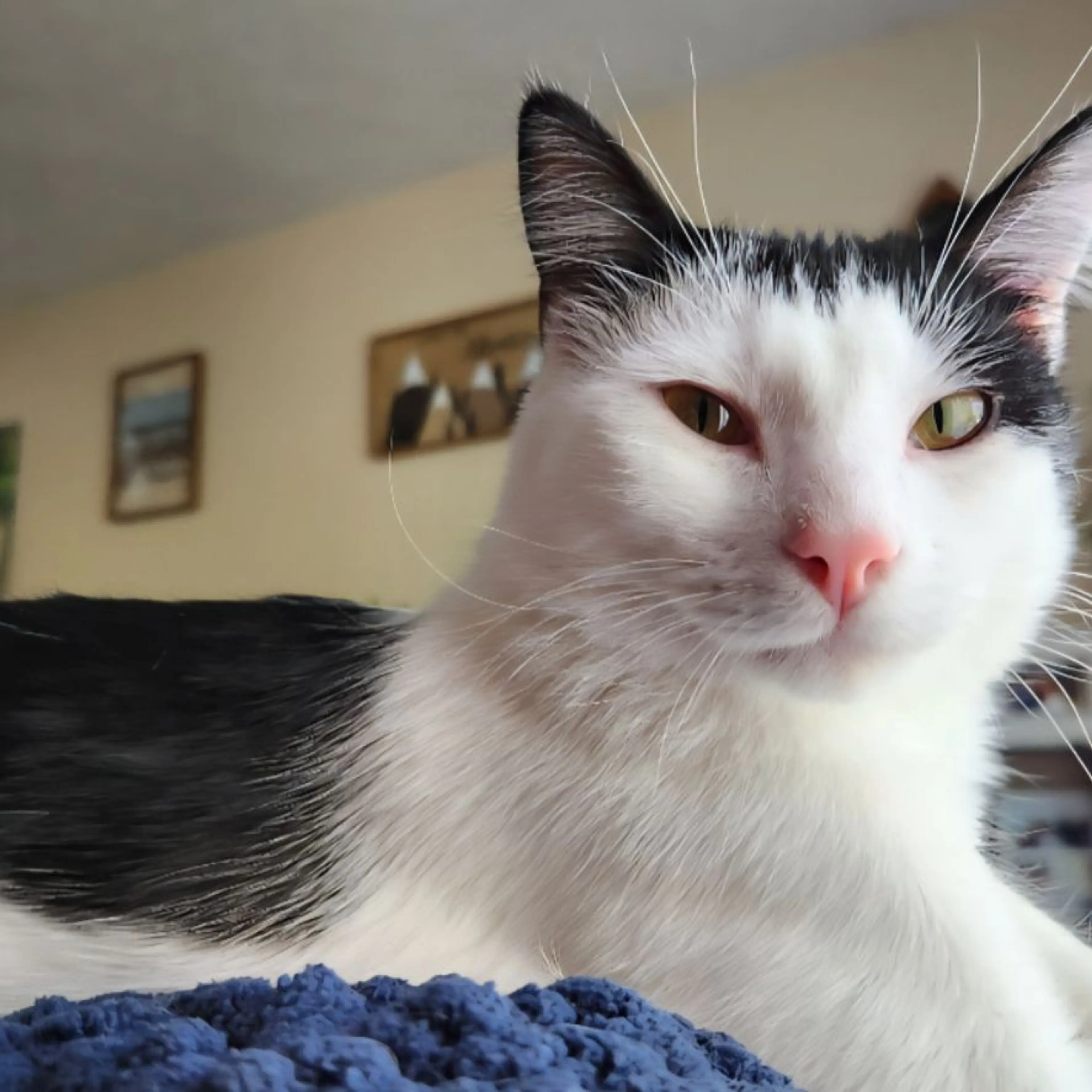 Lost pet