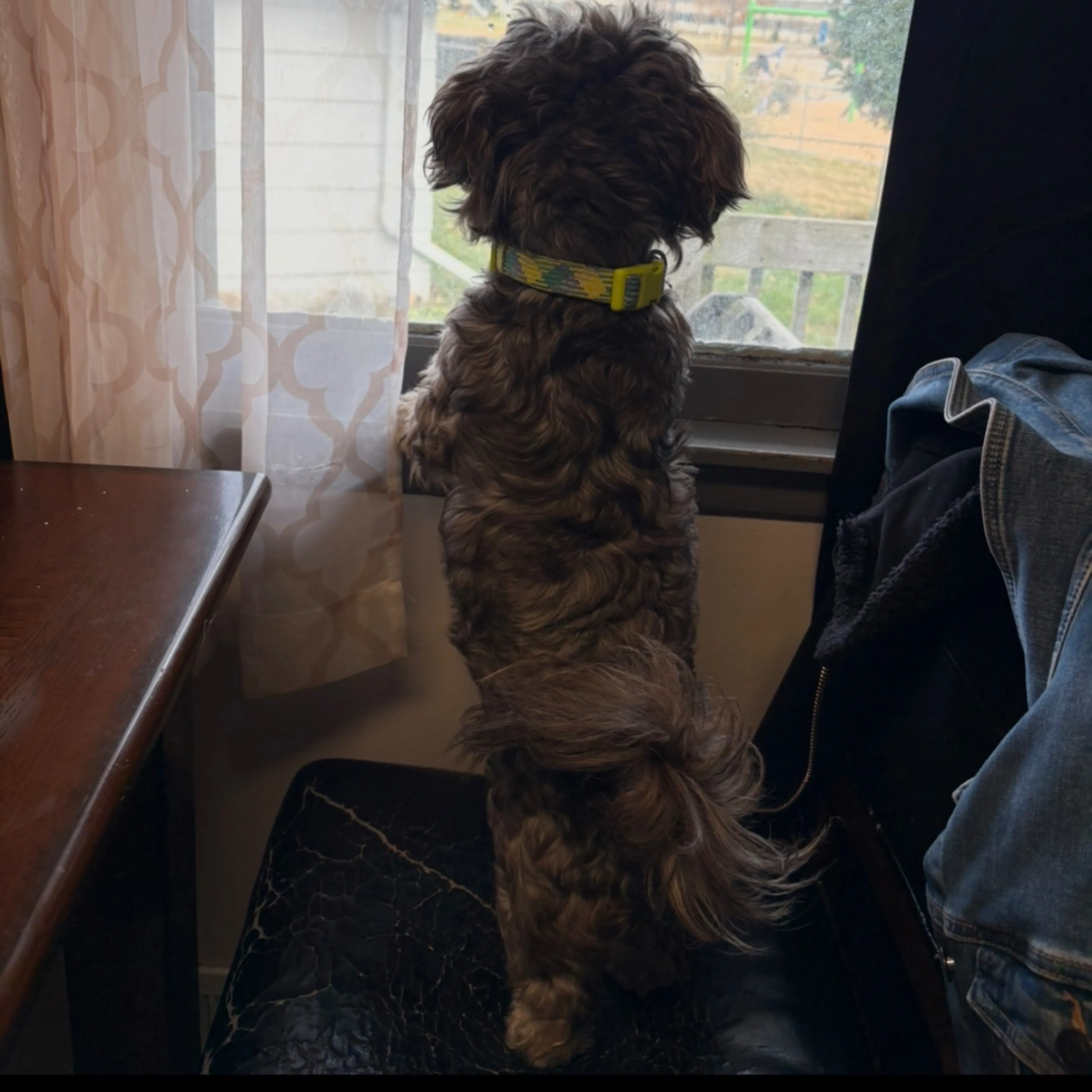 Lost pet-1