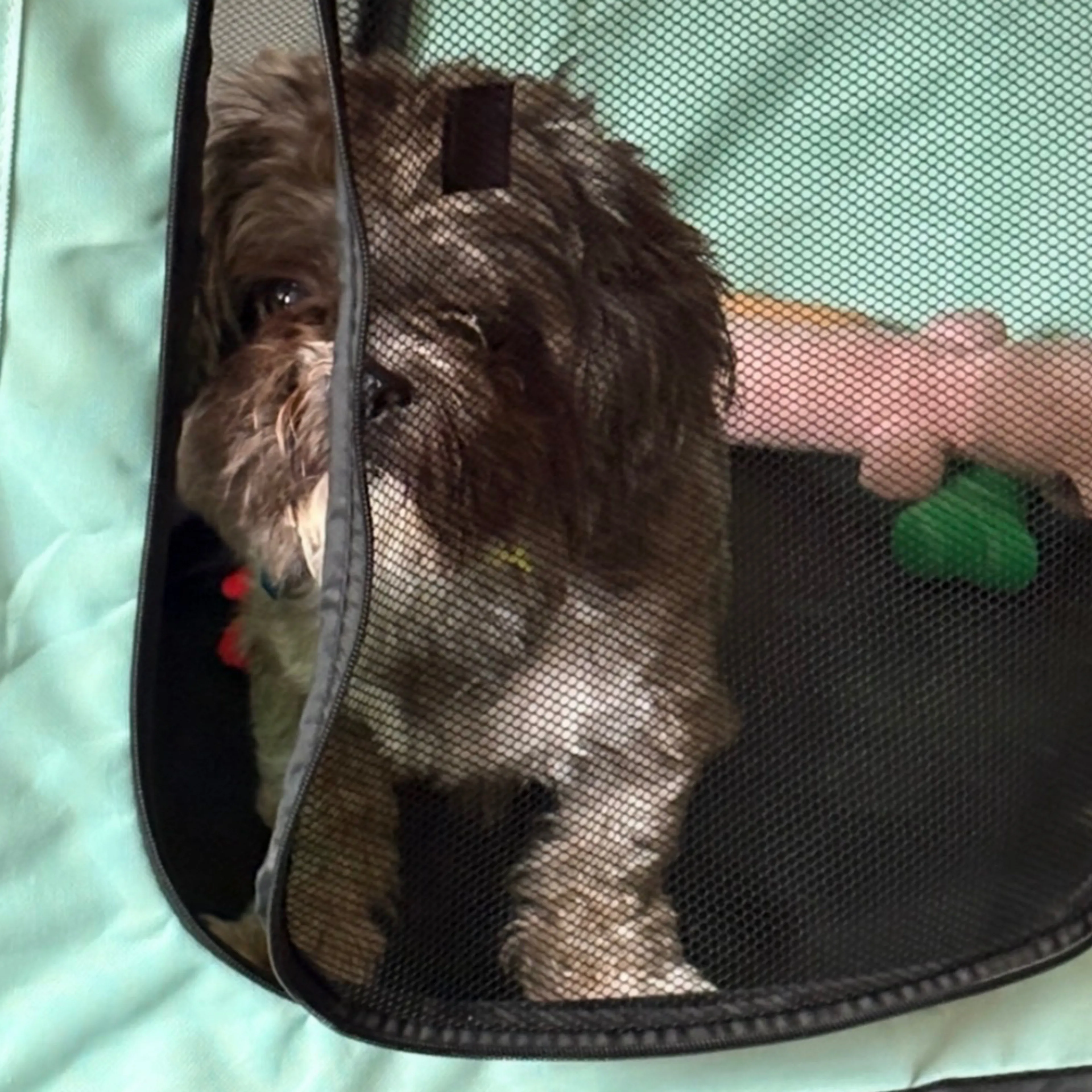 Lost pet-3