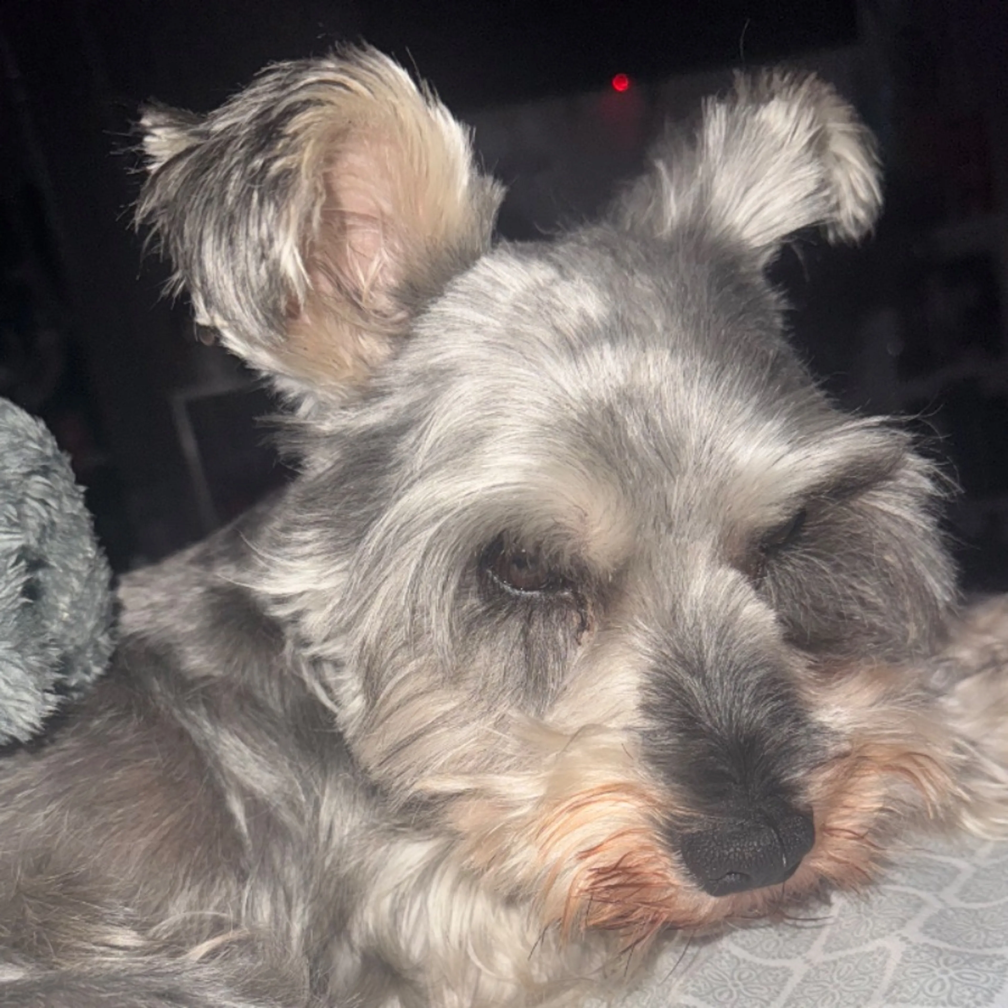 Lost pet-0