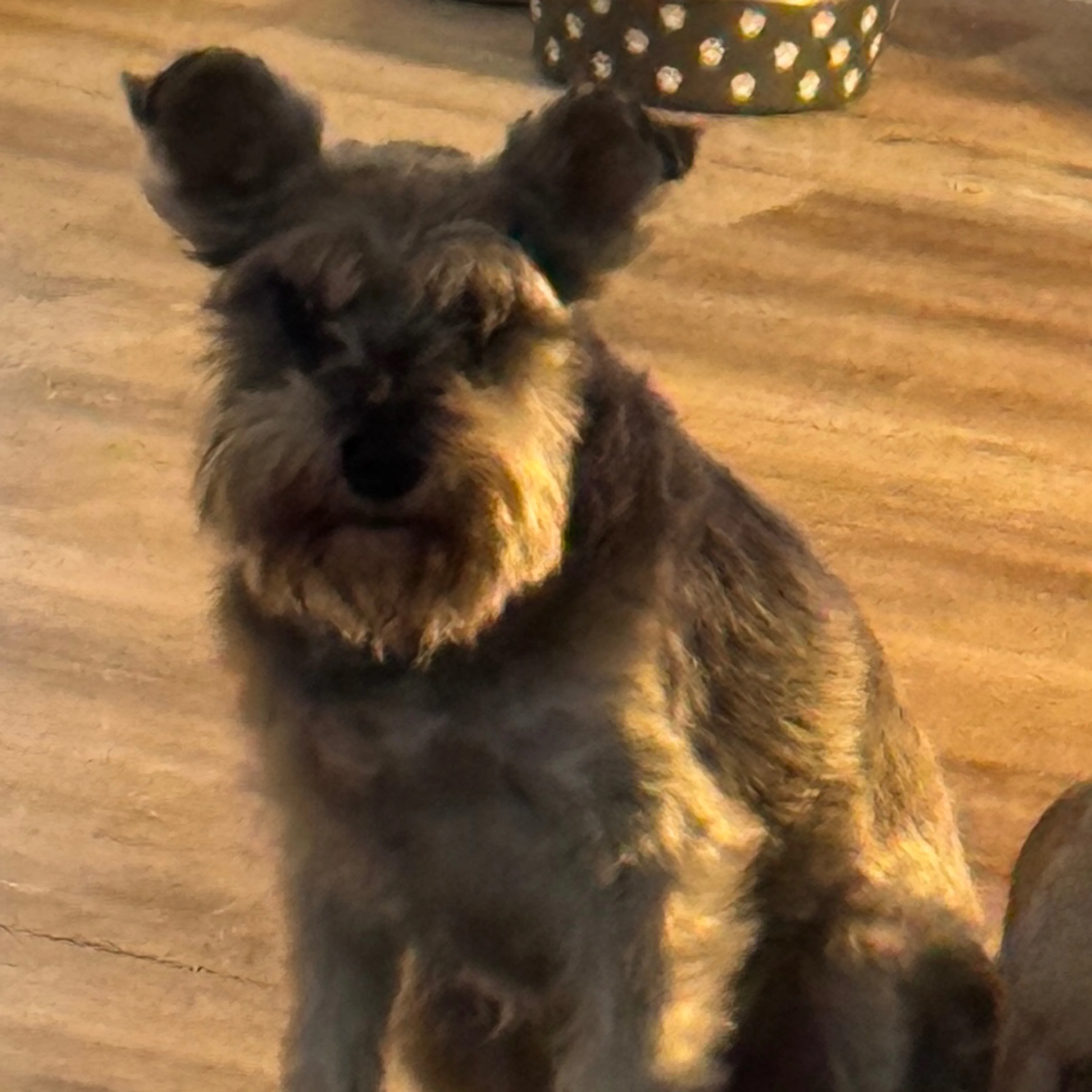 Lost pet-1