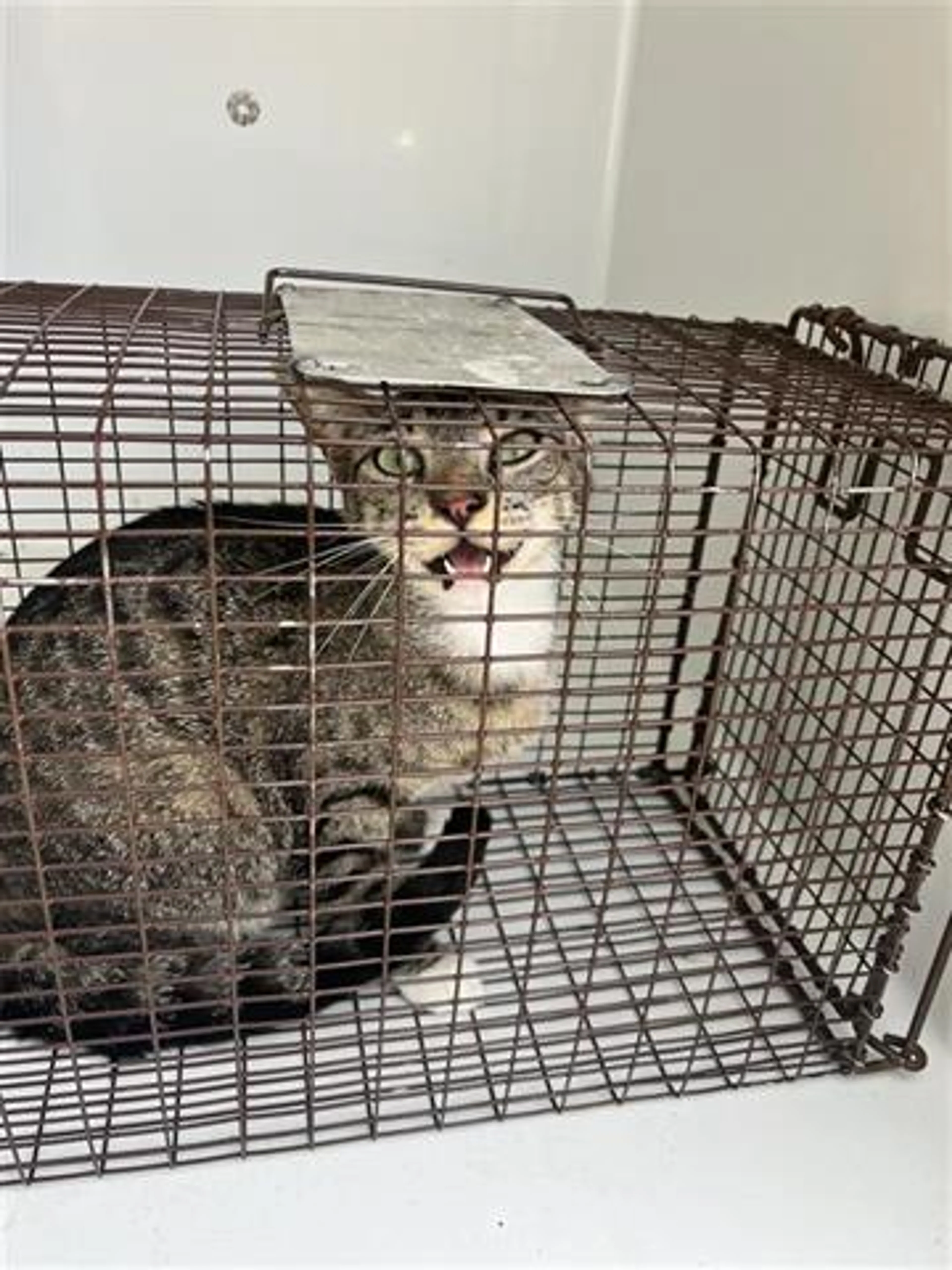 Found pet