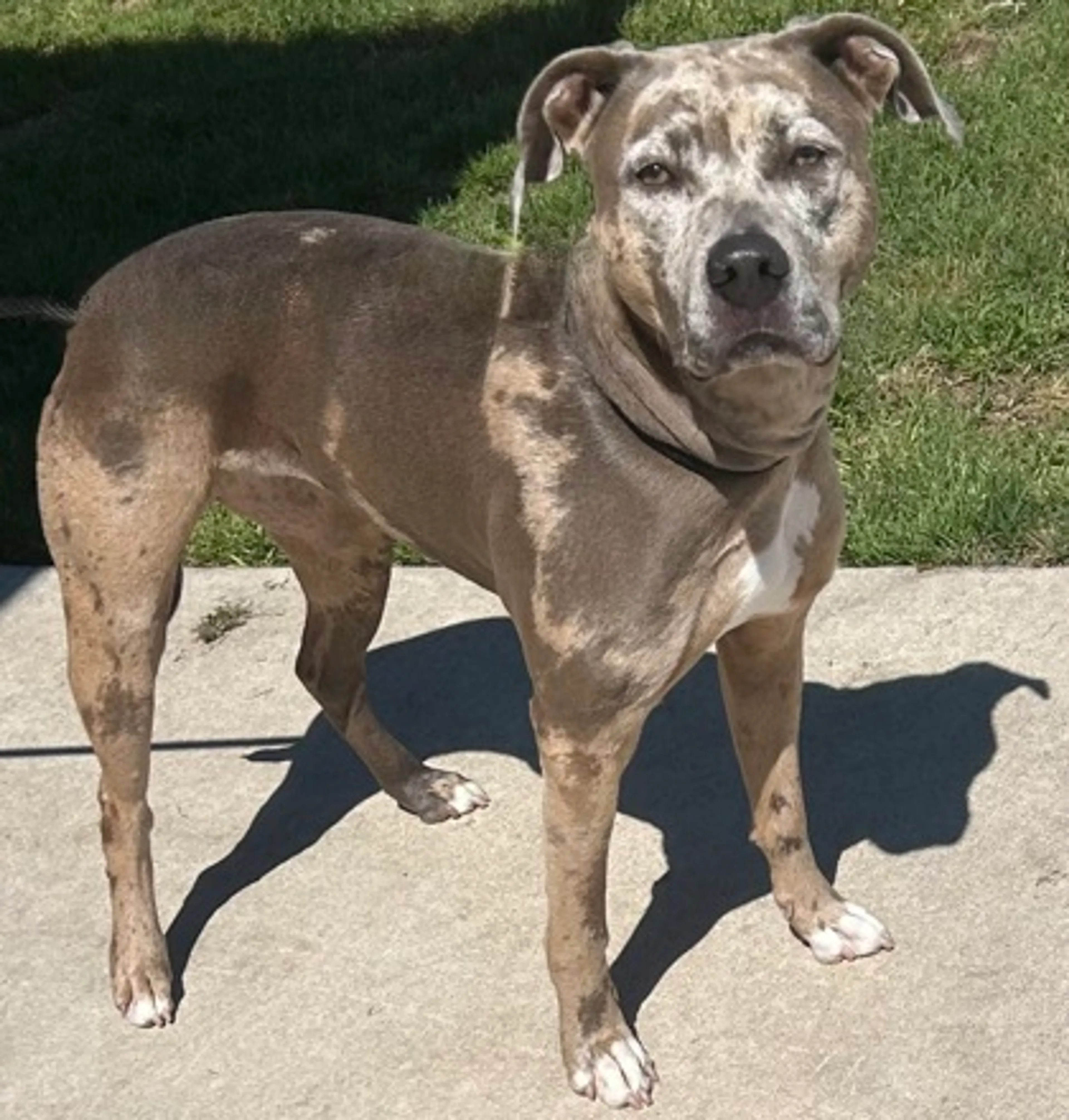 Found pet-1