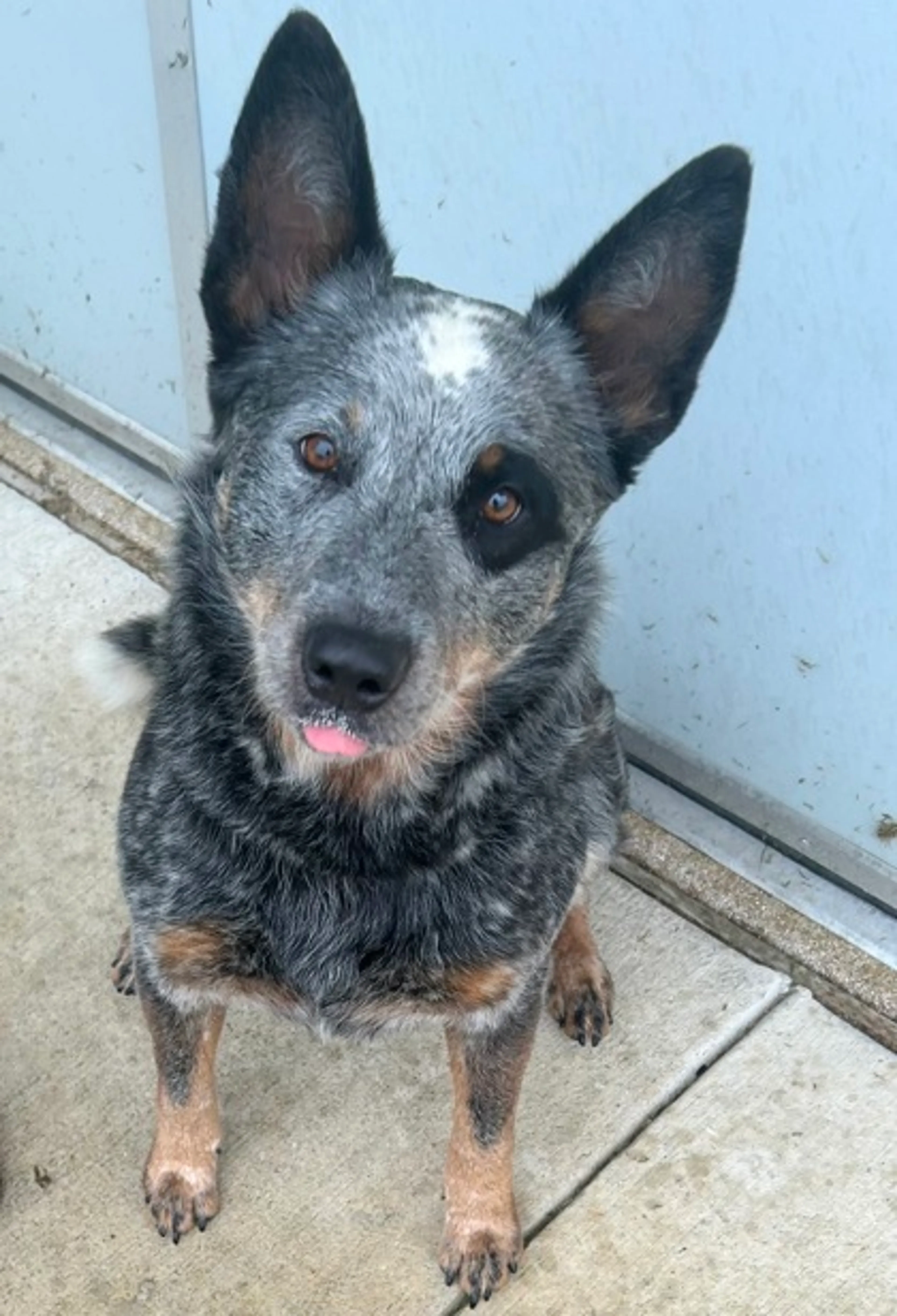 Found pet-1