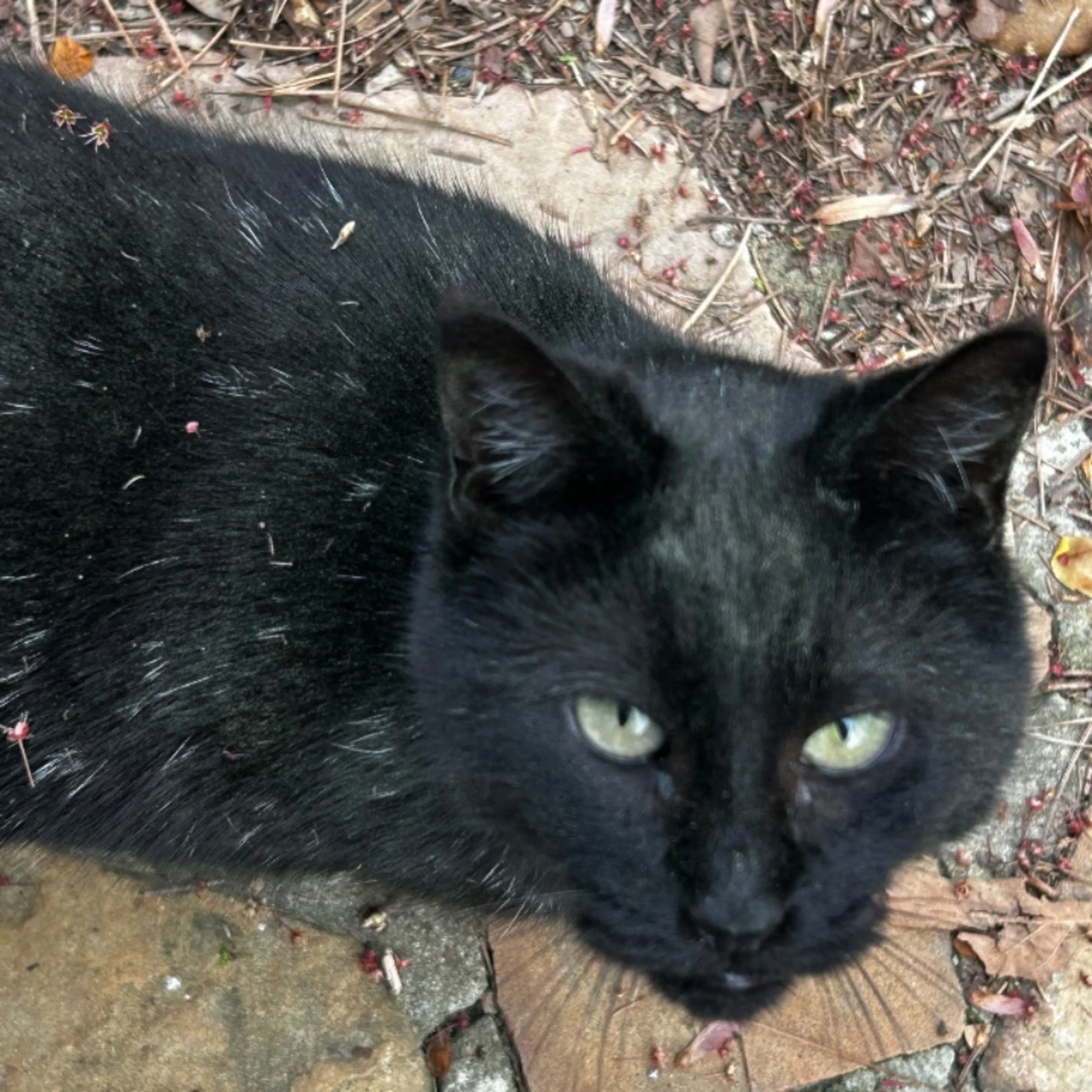 Lost pet