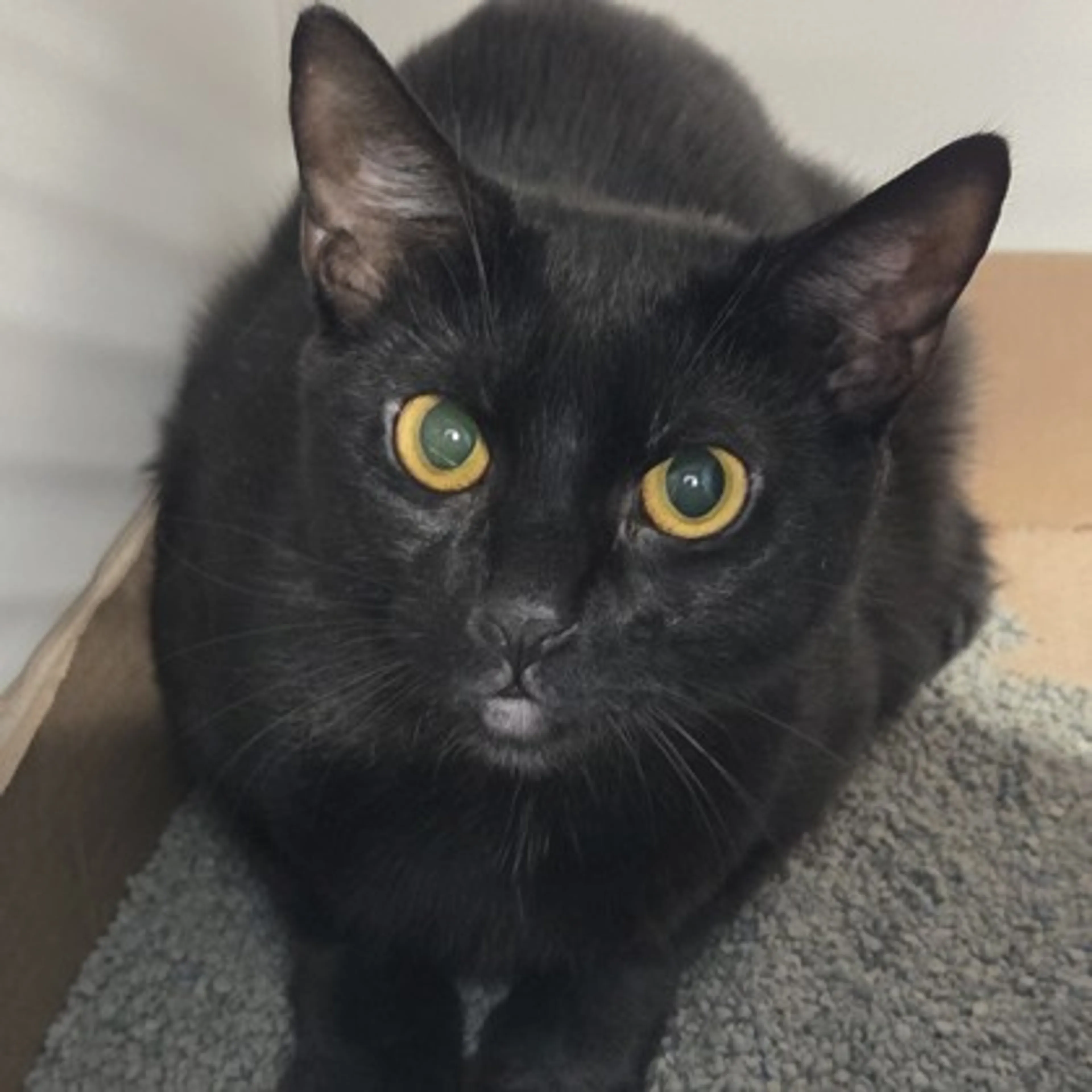 Found pet