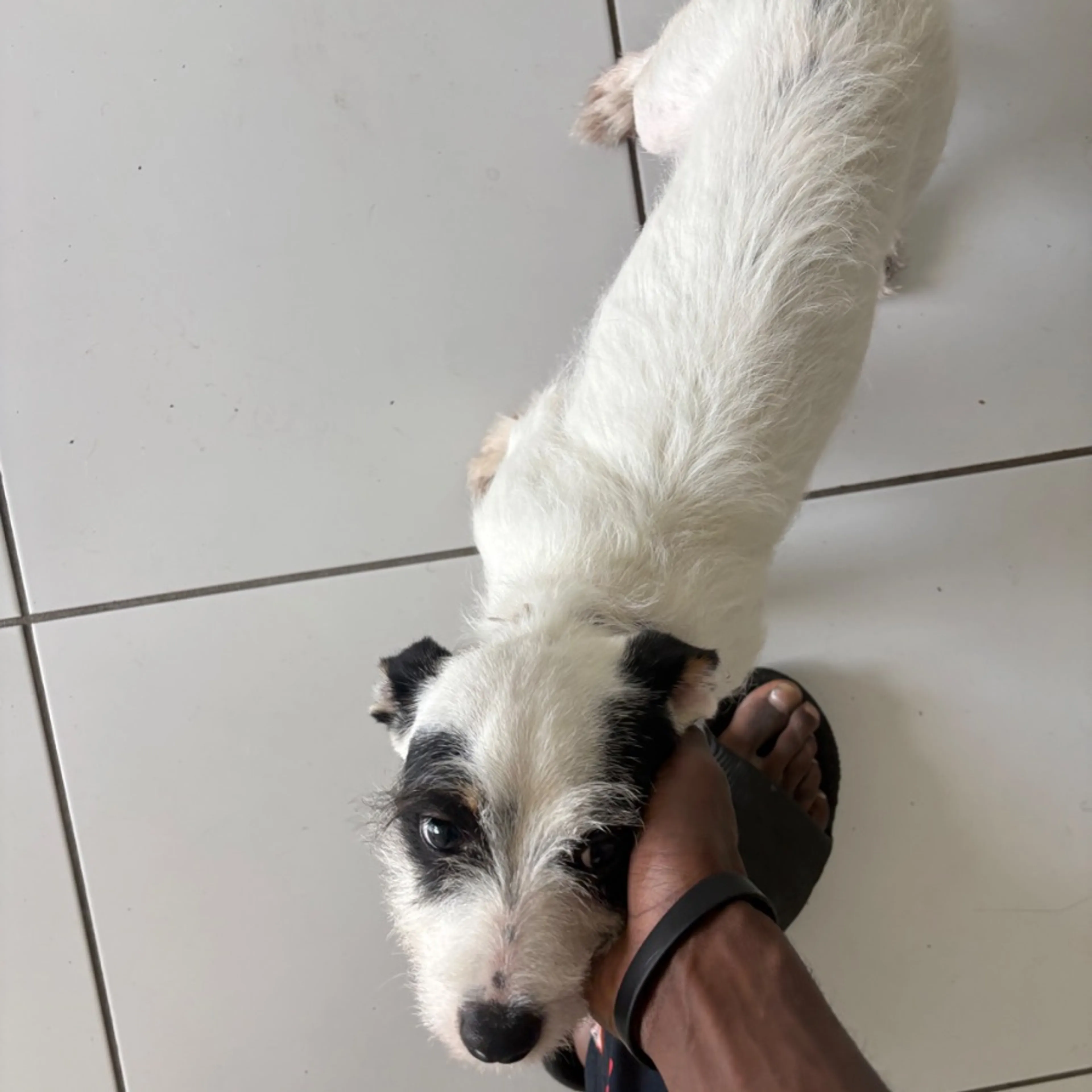 Found pet