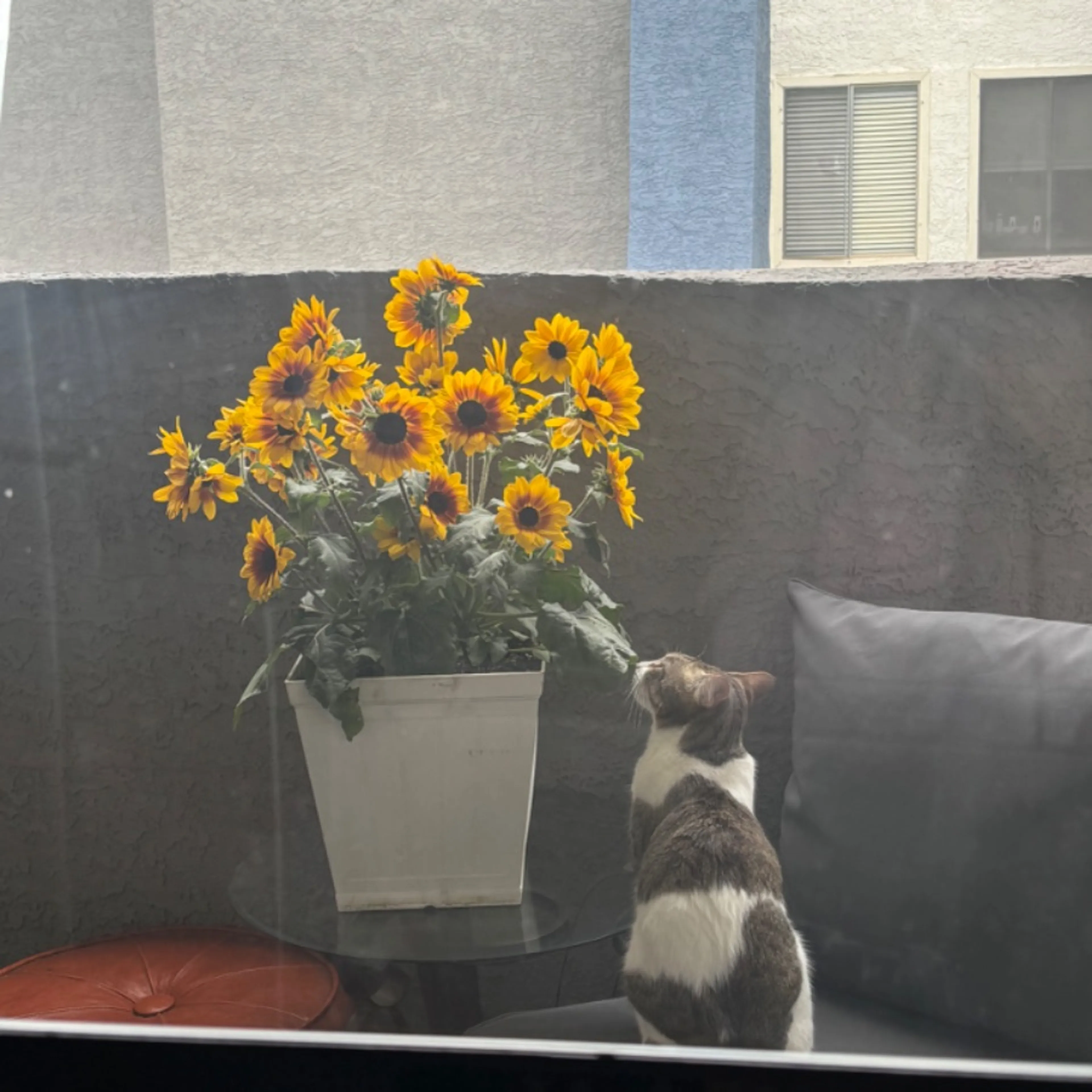 Lost pet