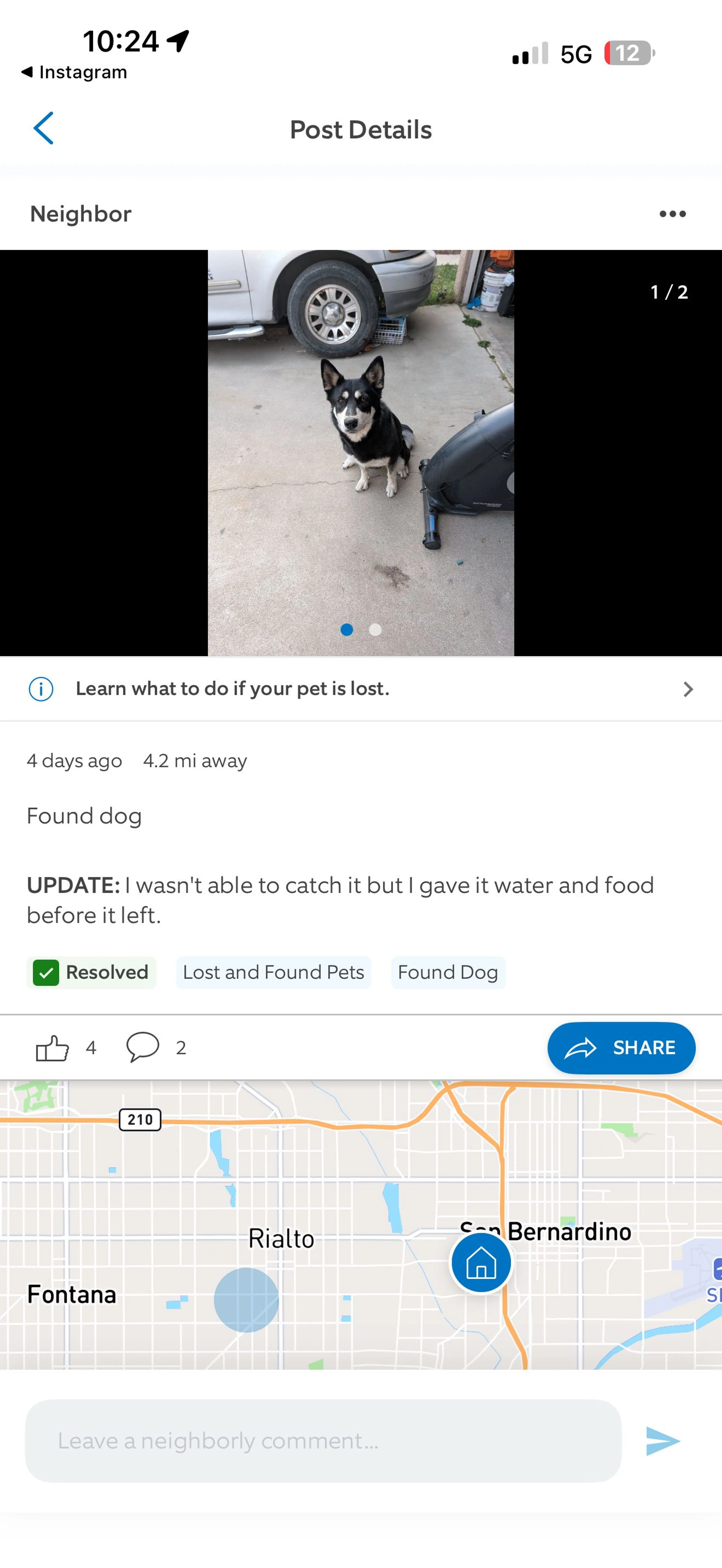 Lost pet